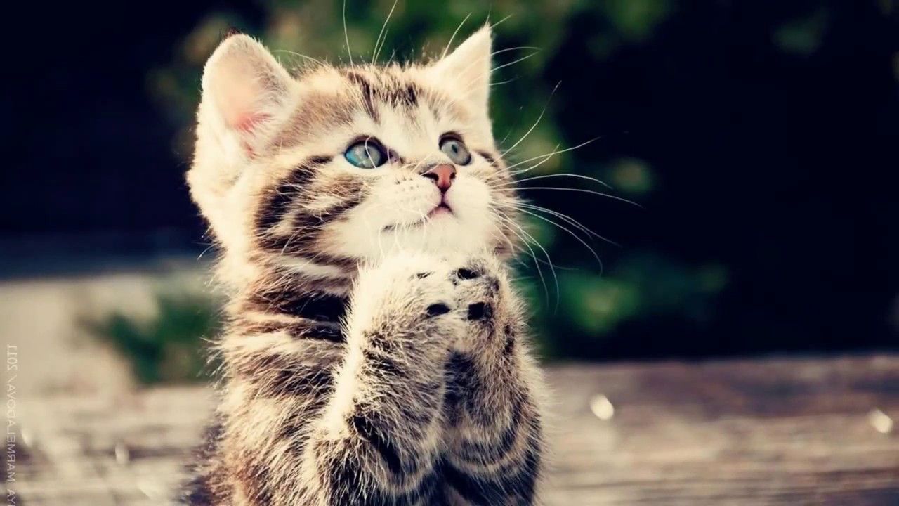Gattino tabby che prega, 1280x720 720p, iMac