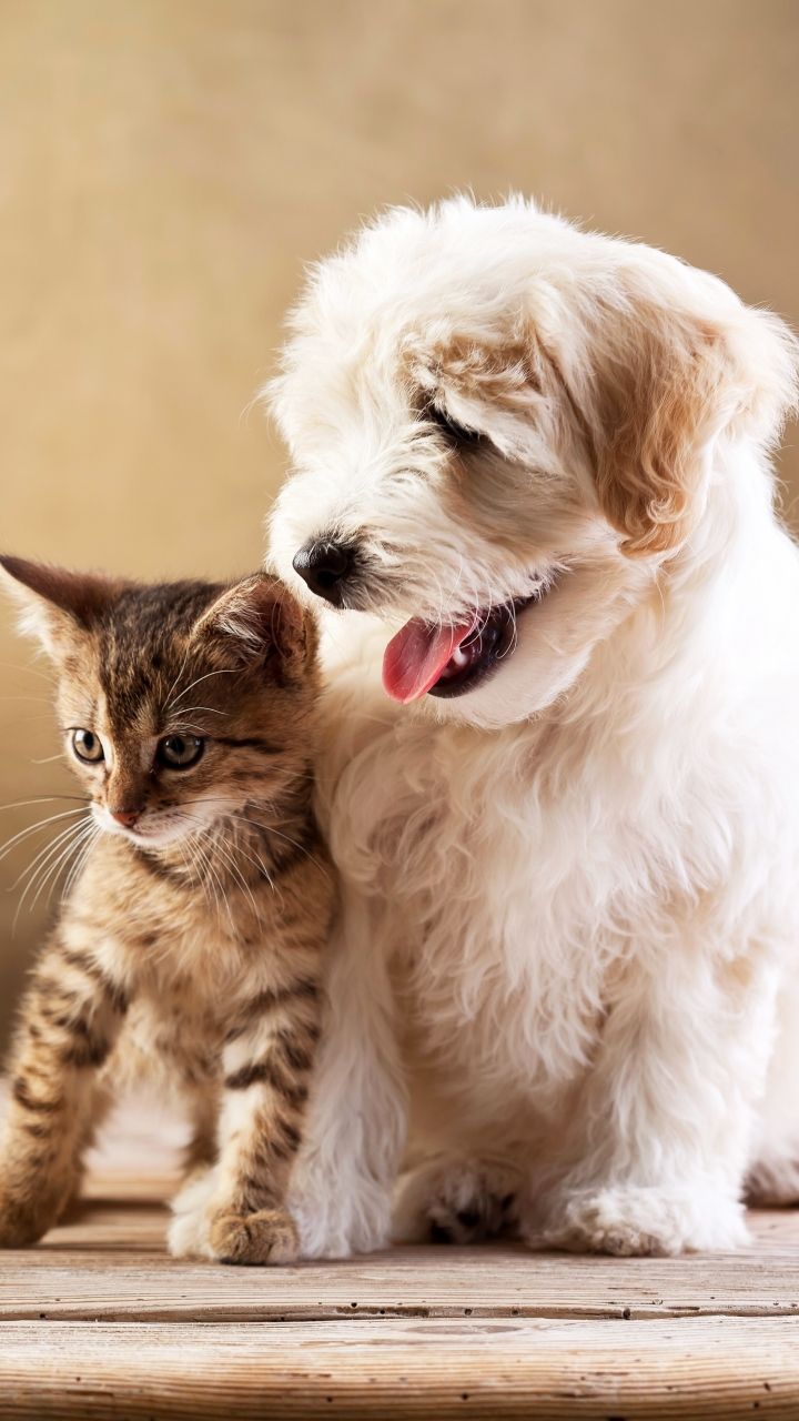 Gattino tabby e cucciolo bianco, 720x1280 Verticale, Telefono