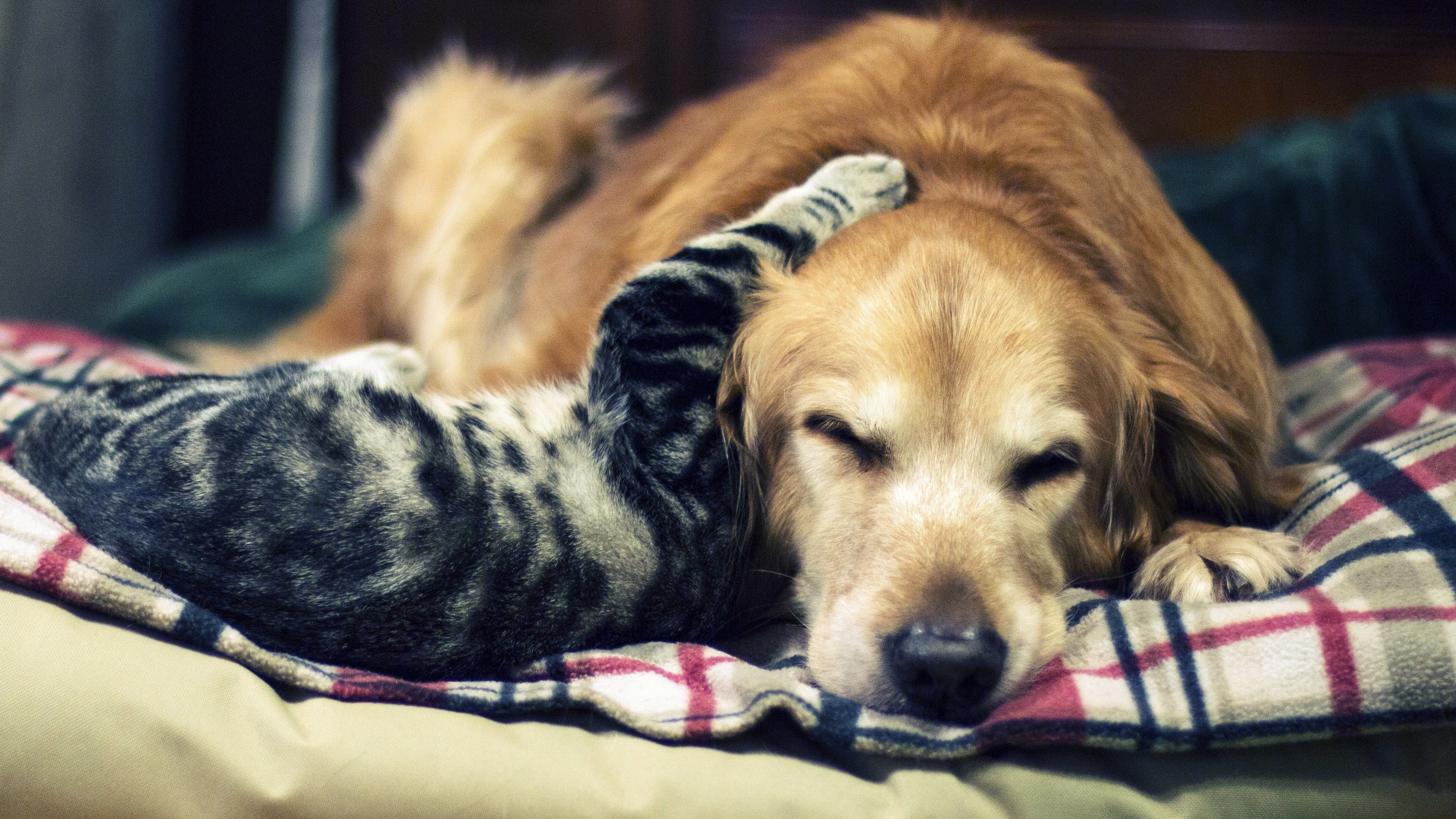 Gatto e cane addormentati insieme, 3840x2160 UHD, PC 4K