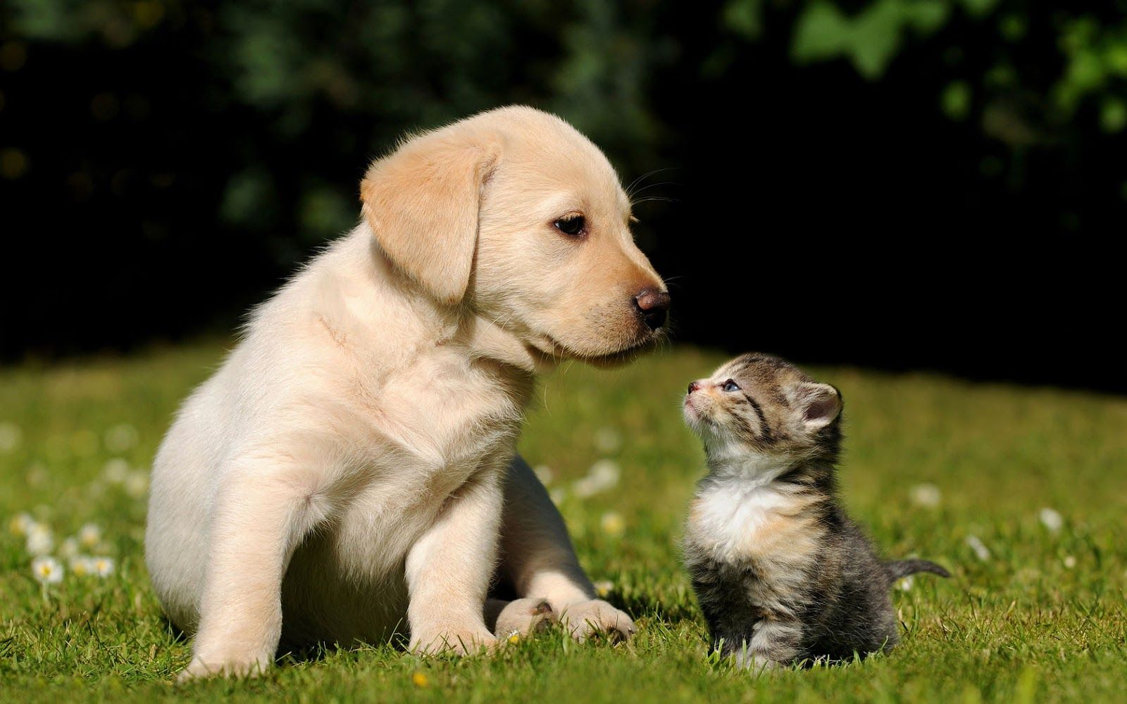 Cucciolo labrador e gattino sull'erba, 1600x1000 900p, Desktop