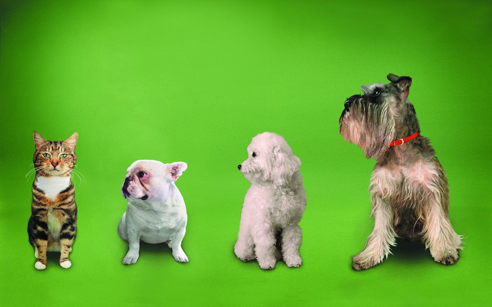 Gatto e tre cani sfondo verde, 1600x1000 HD Ready, Laptop