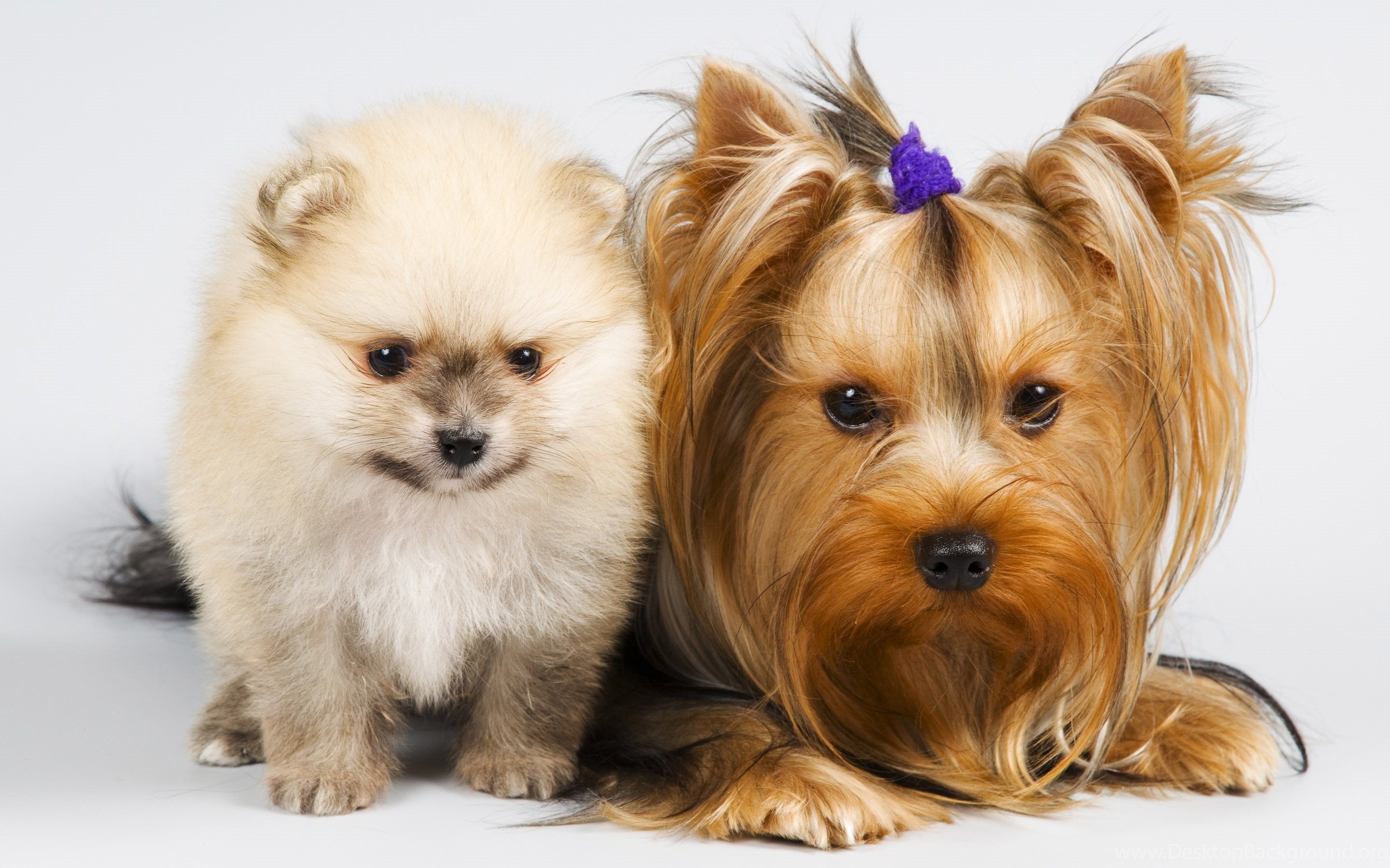 Cucciolo Pomerania e Yorkshire Terrier, 2880x1800 WQXGA, MacBook Pro