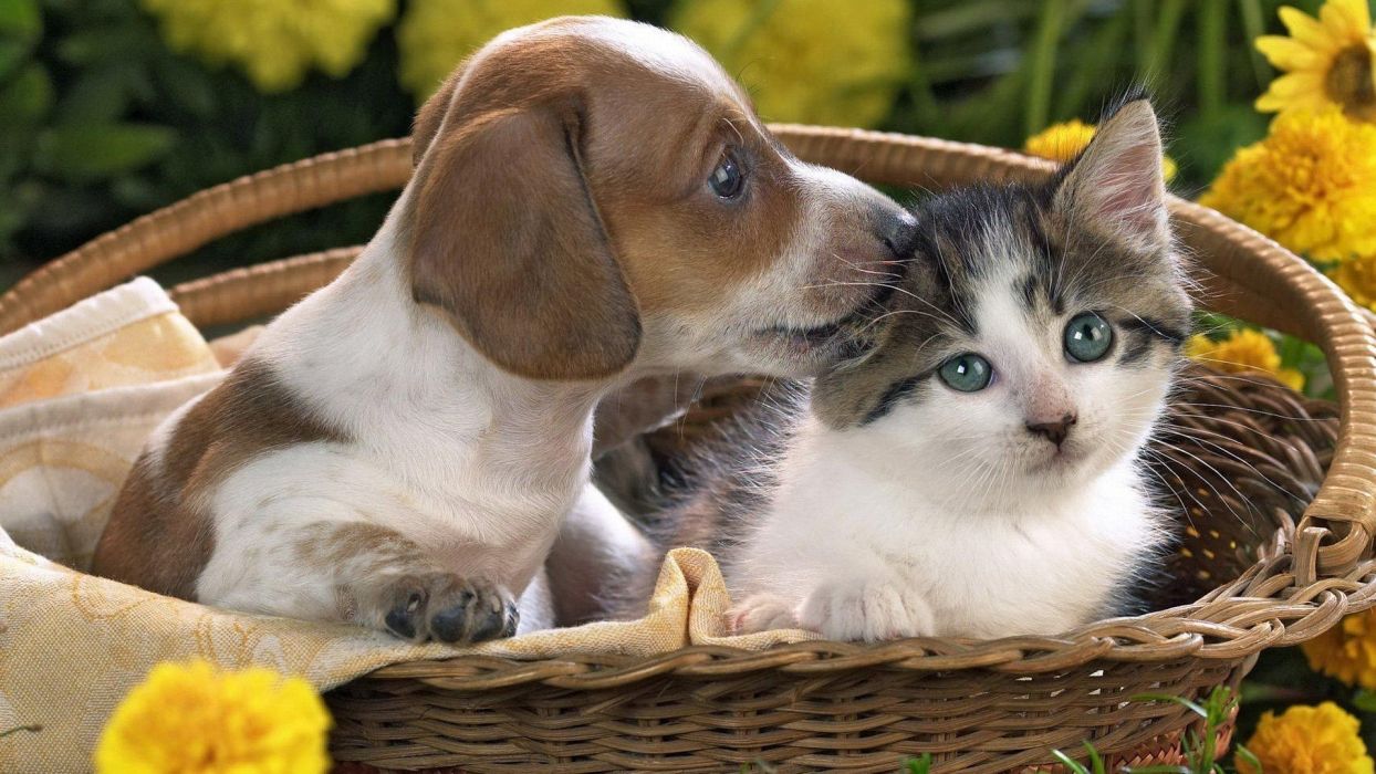 Cucciolo e gattino nel cesto, 1244x700 HD, PC
