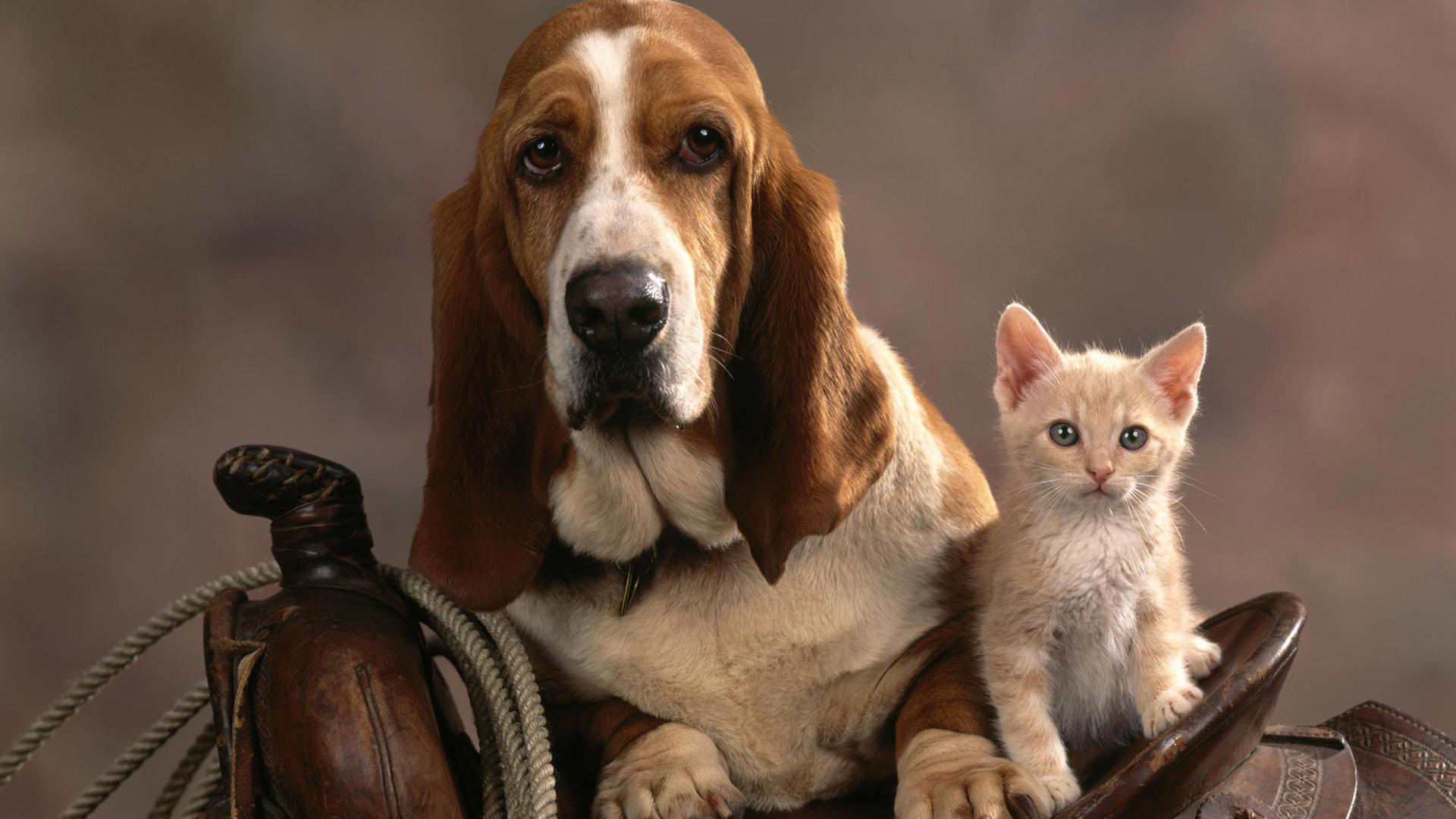 Basset hound e gattino bianco, 1920x1080 Full HD 1080p, Desktop