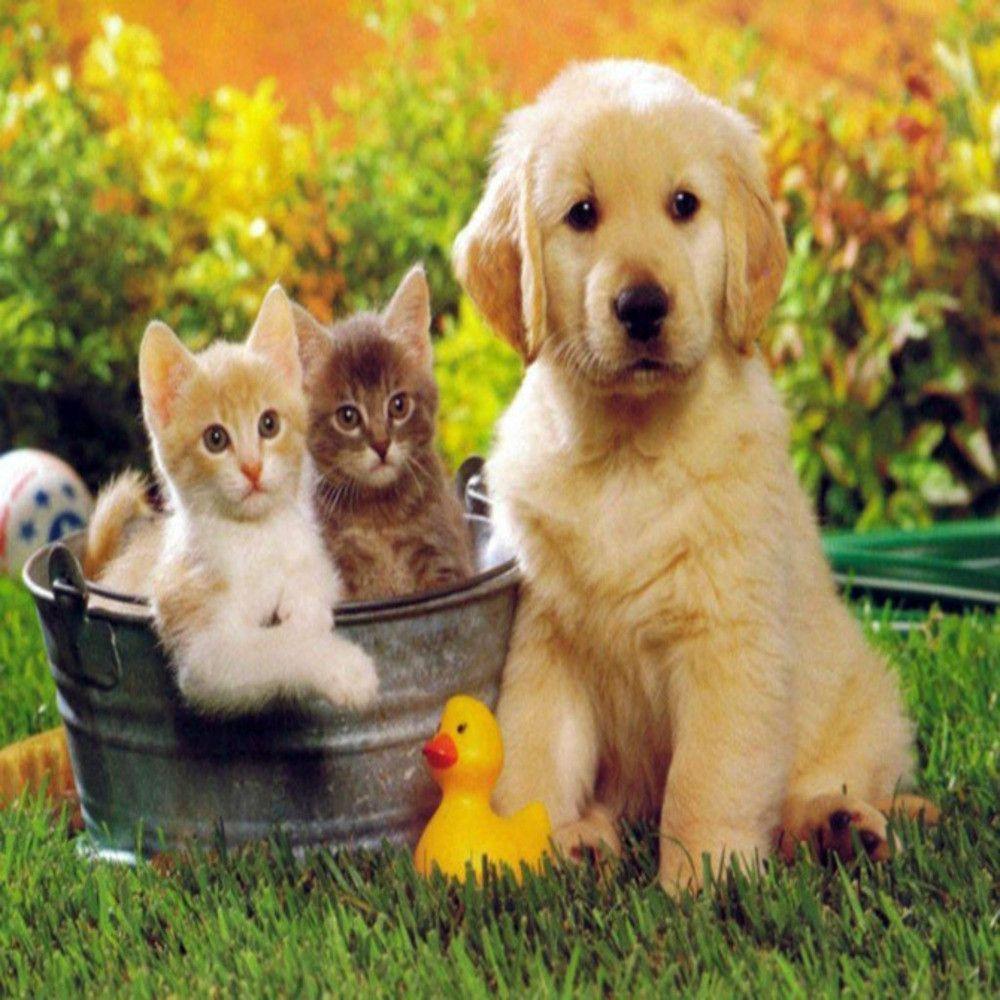 Cucciolo e gattini in secchio, 1000x1000 HD, Laptop