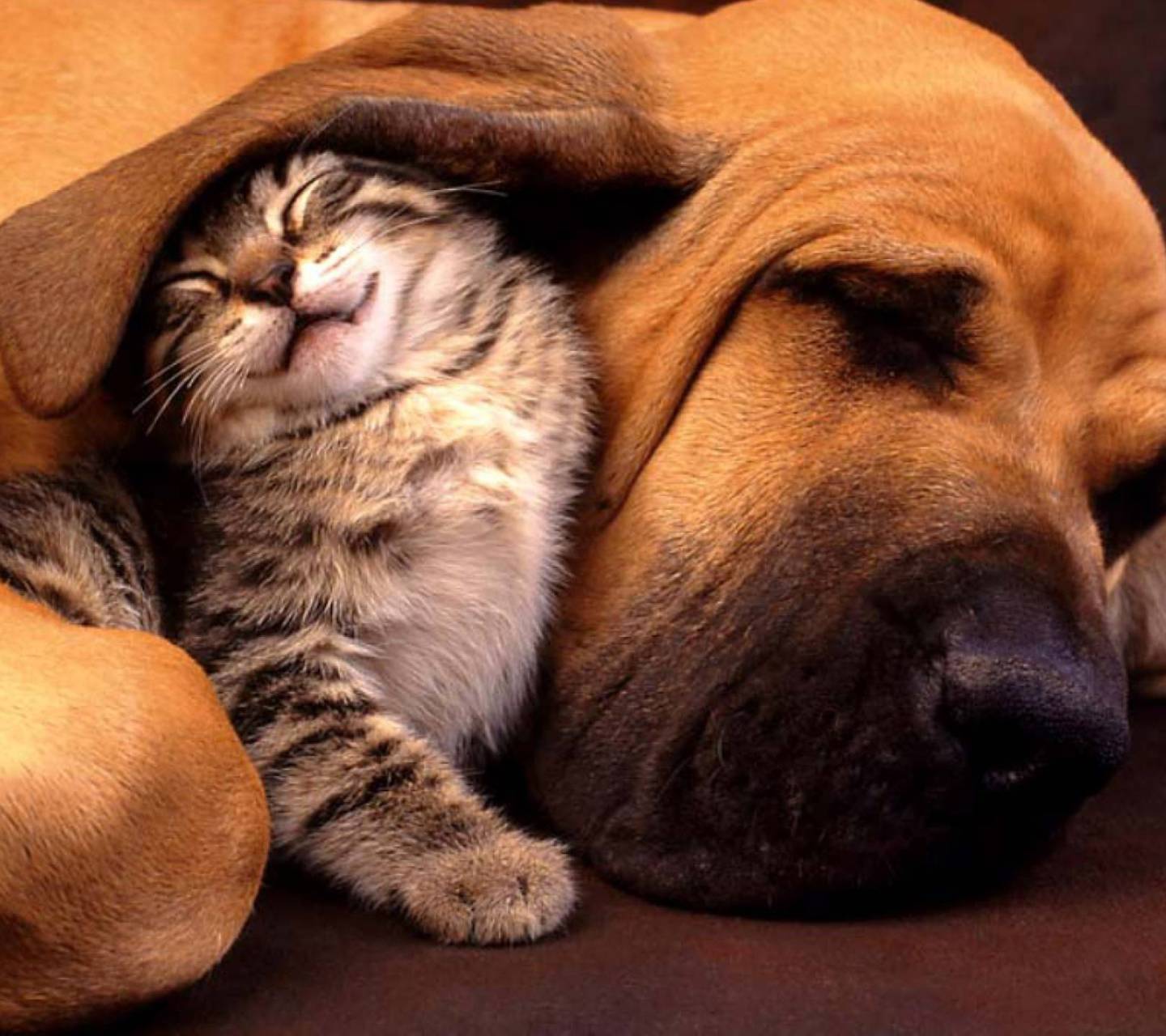 Gattino e cane addormentati insieme, 1440x1280 HD, Desktop