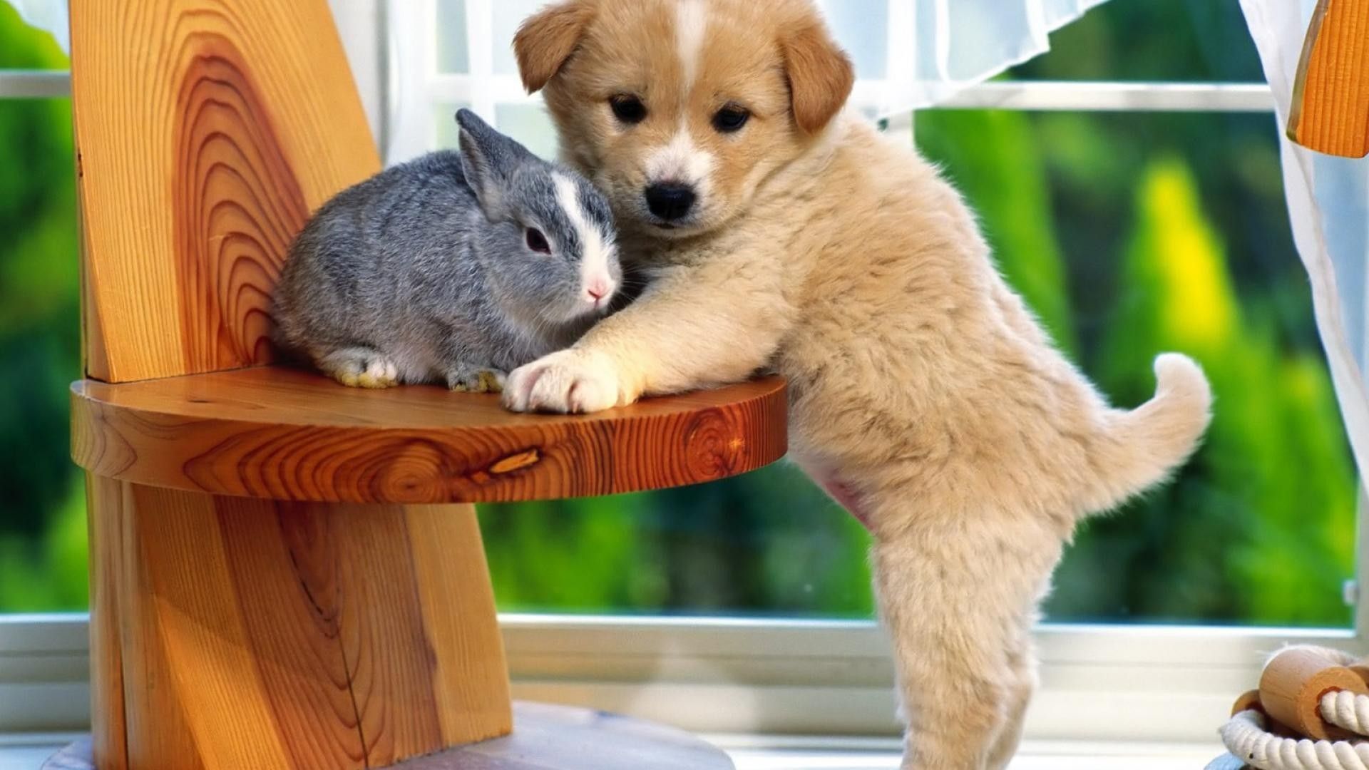 Cucciolo e coniglio su sedia, 1920x1080 1080p, Laptop