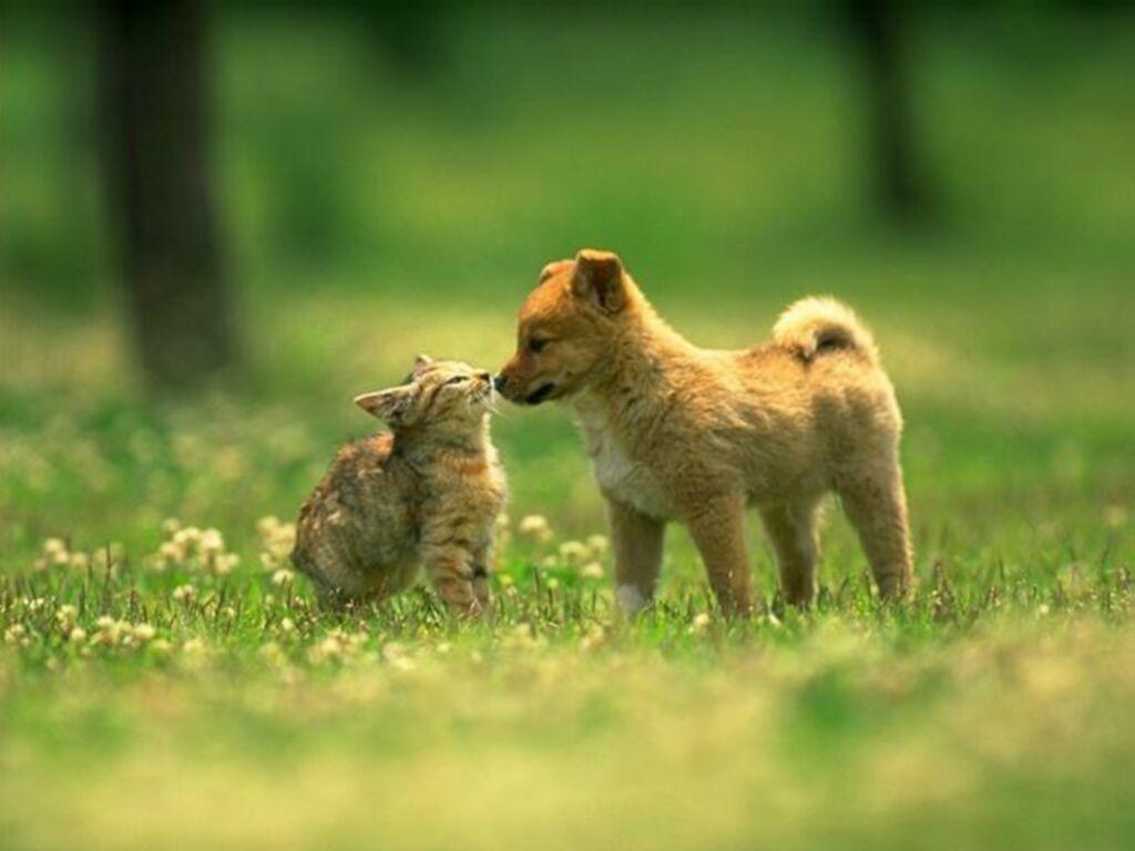 Gattino e cucciolo nel prato, 1024x768 HD, PC