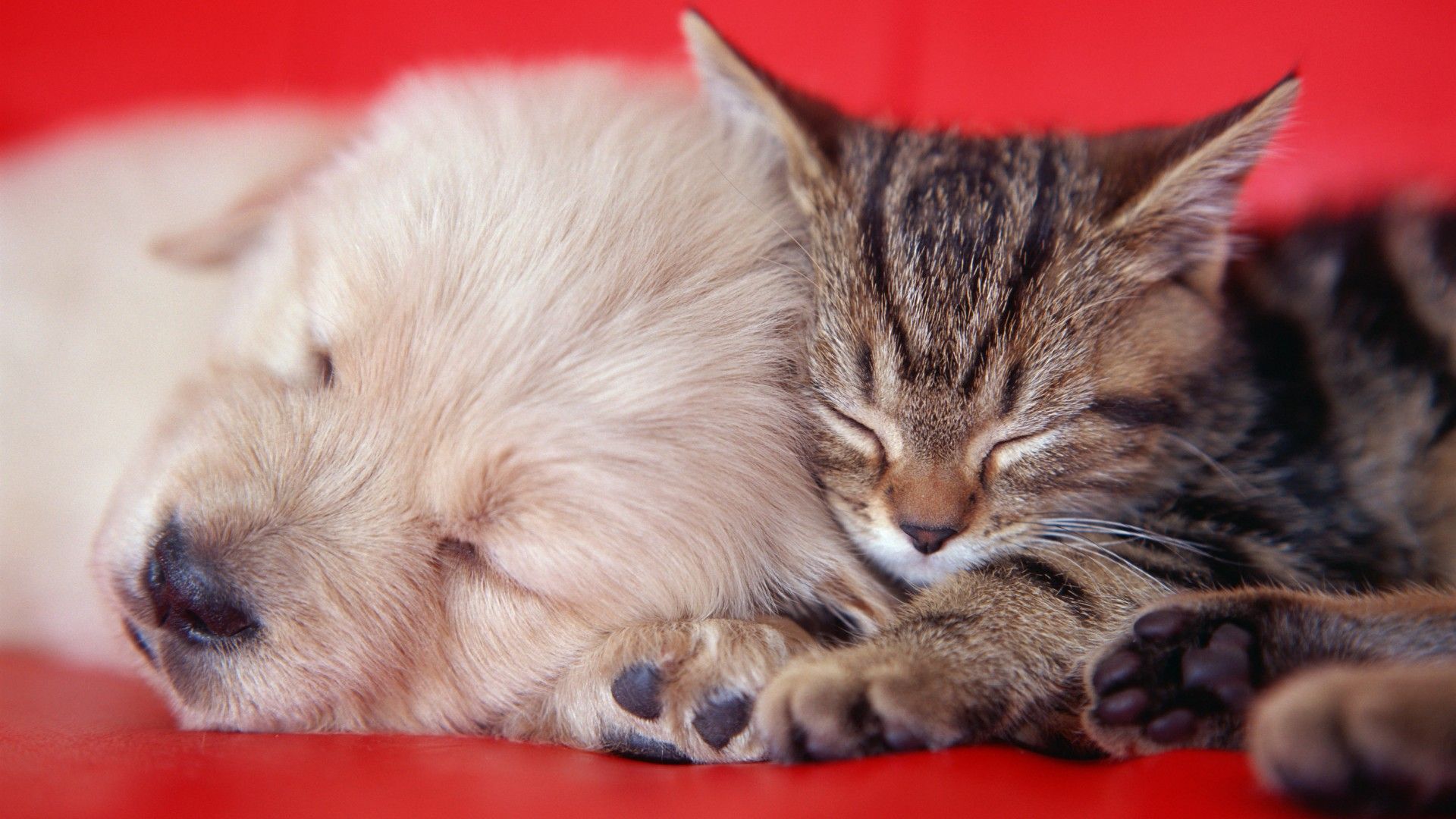 Cucciolo e gatto addormentati, 1920x1080 Full HD, Desktop