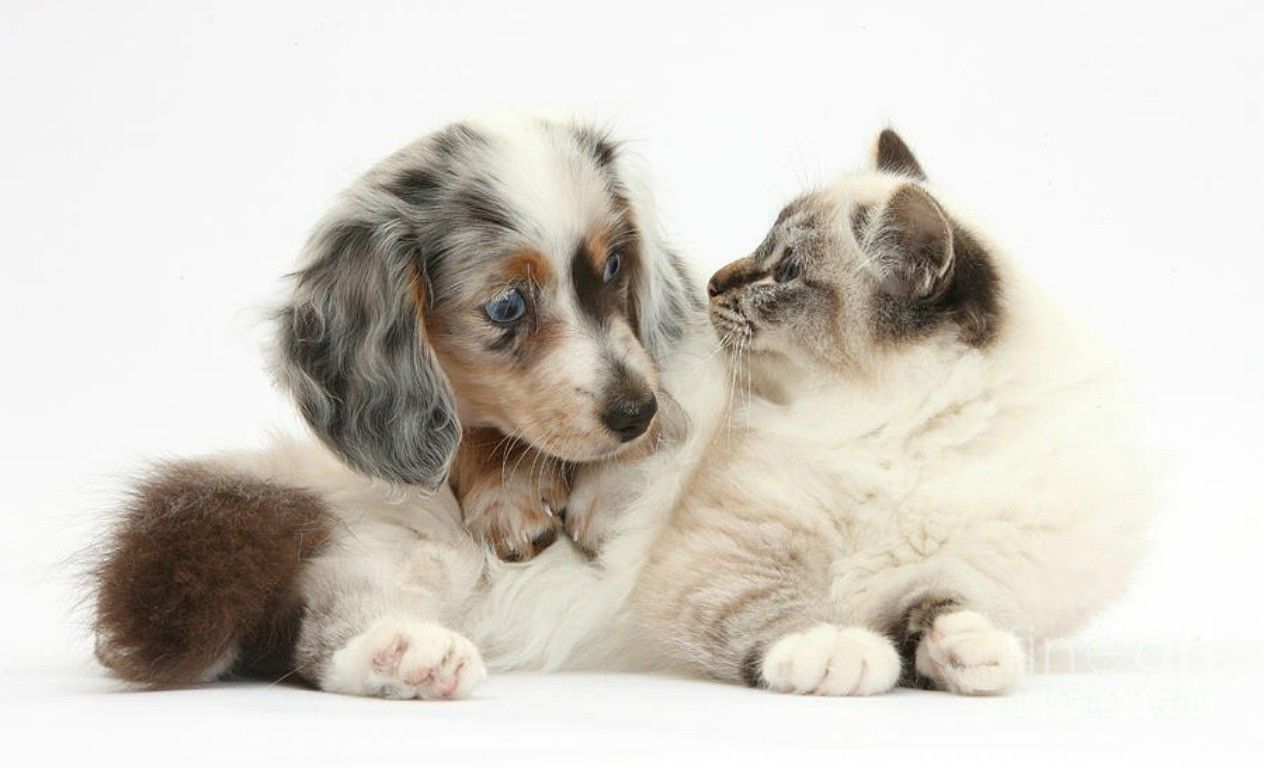 Cucciolo bassotto e gatto siamese, 1264x768 HD, PC