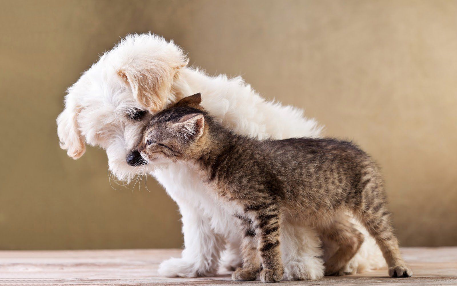 Cucciolo bianco e gattino tigrato, 1600x1000 HD Ready, Desktop