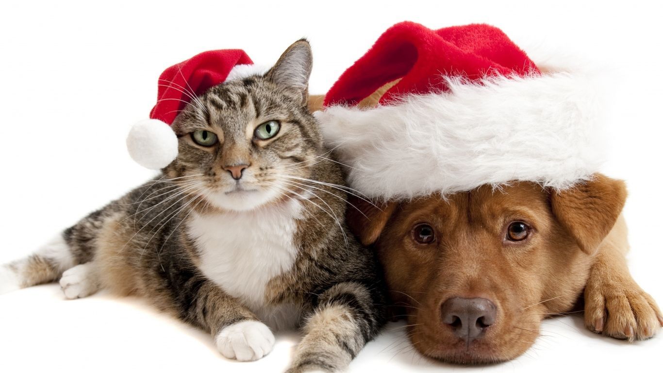 Gatto e cane con cappelli Natale, 1366x768 720p, iMac