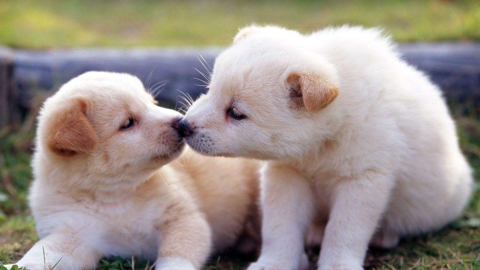 Cuccioli bianchi che si annusano, 1600x900 900p, Desktop