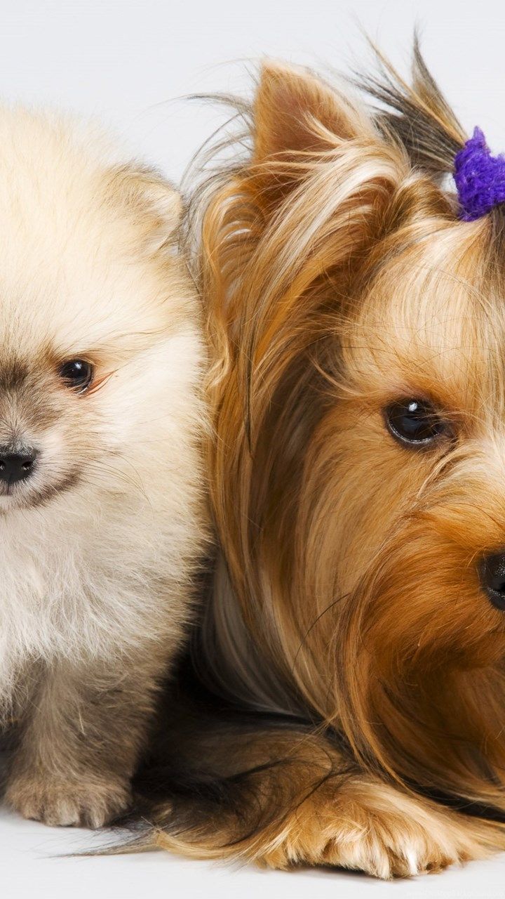 Cuccioli Pomerania e Yorkshire, 720x1280 Full HD Verticale, iPhone