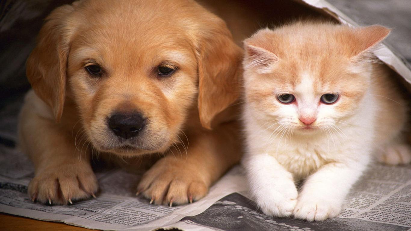 Cucciolo golden retriever e gattino, 1366x768 720p, PC