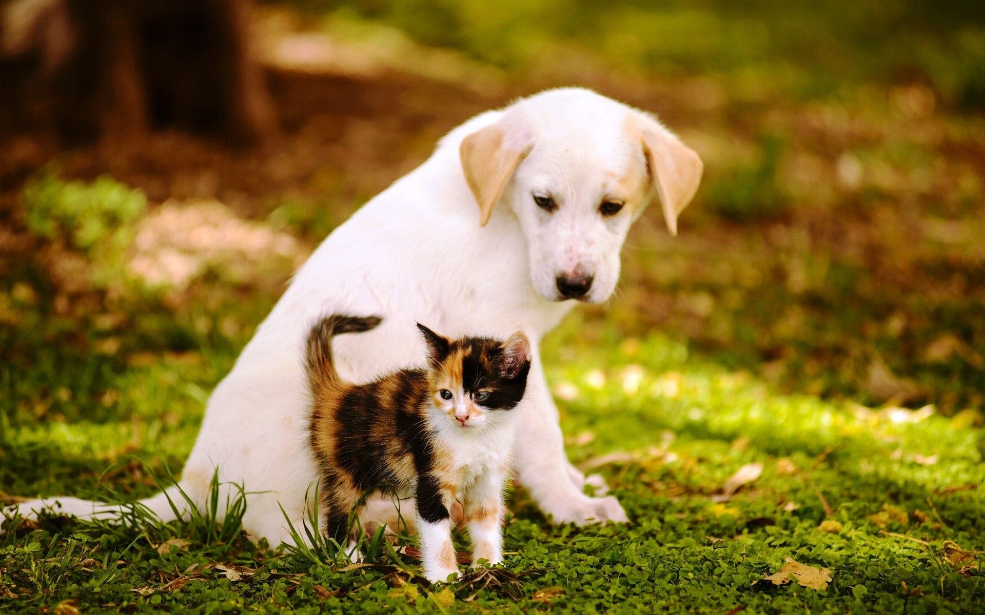 Cucciolo bianco e gattino tricolore, 1920x1200 Full HD+, PC Desktop