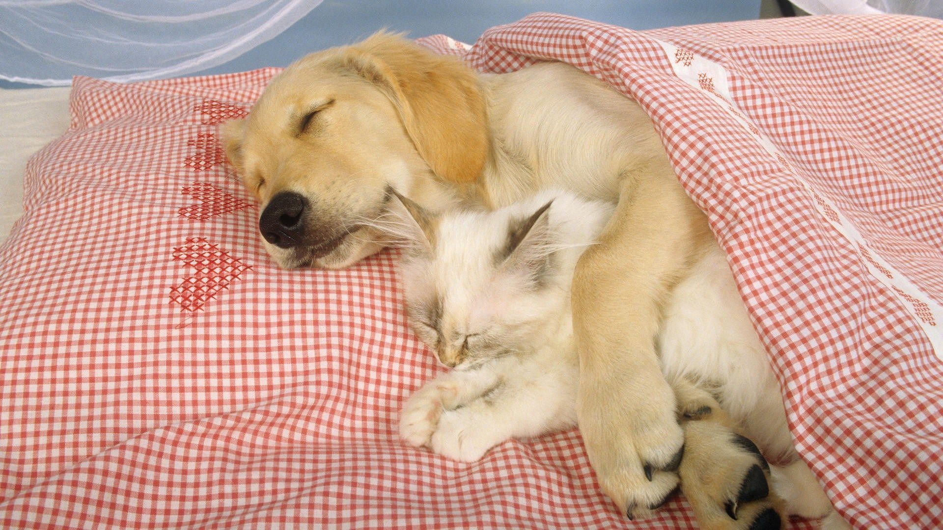Cucciolo e gattino dormono insieme, 1920x1080 1080p, Desktop