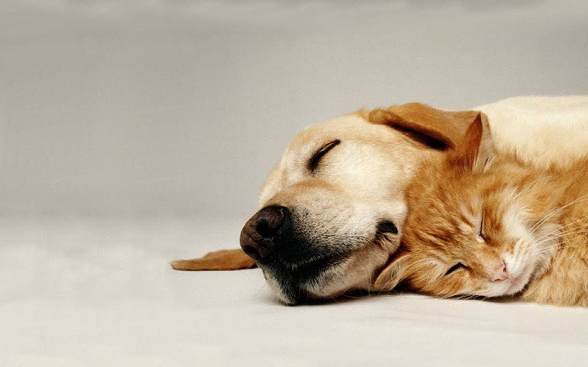 Cane e gatto che dormono, 1920x1200 Full HD+ WUXGA, iMac