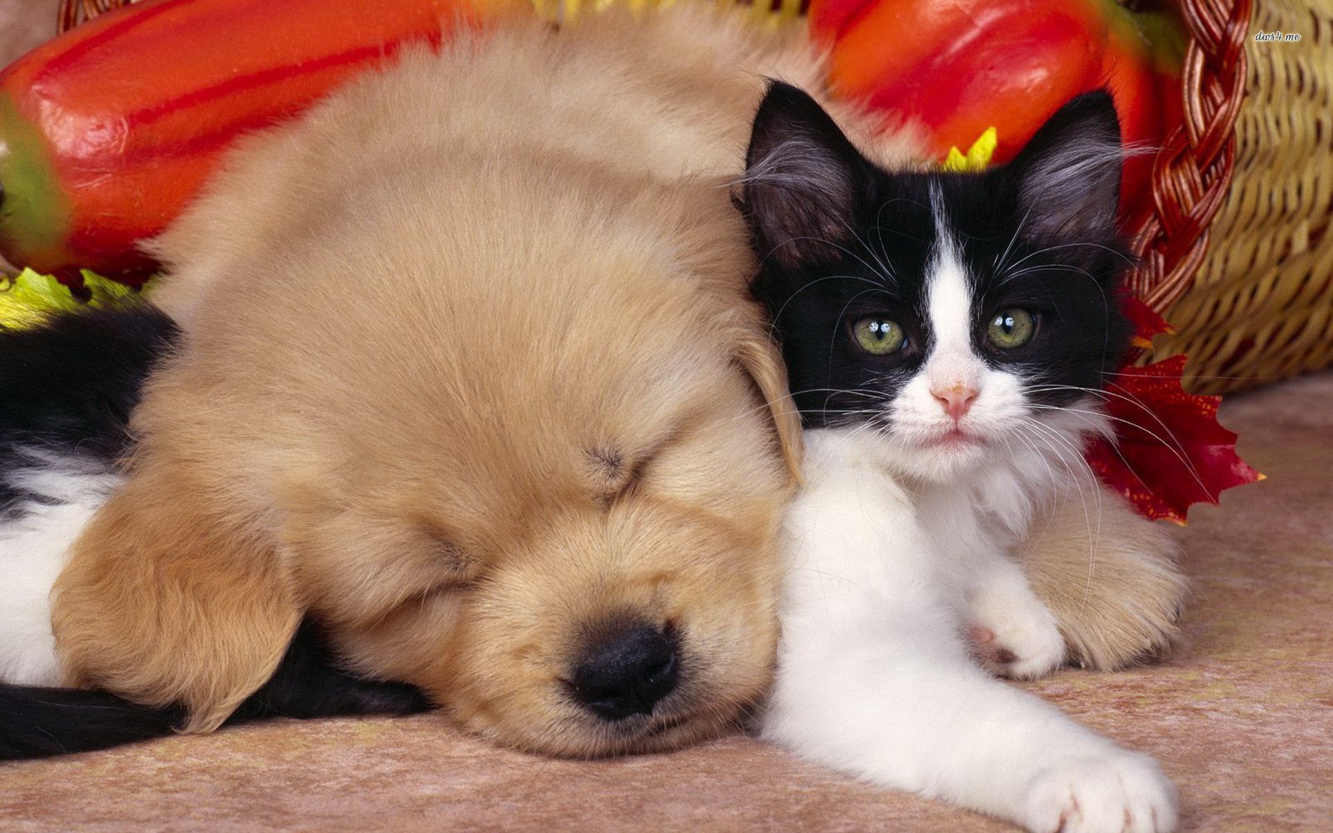Cucciolo e gattino addormentati, 1920x1200 WUXGA, Laptop