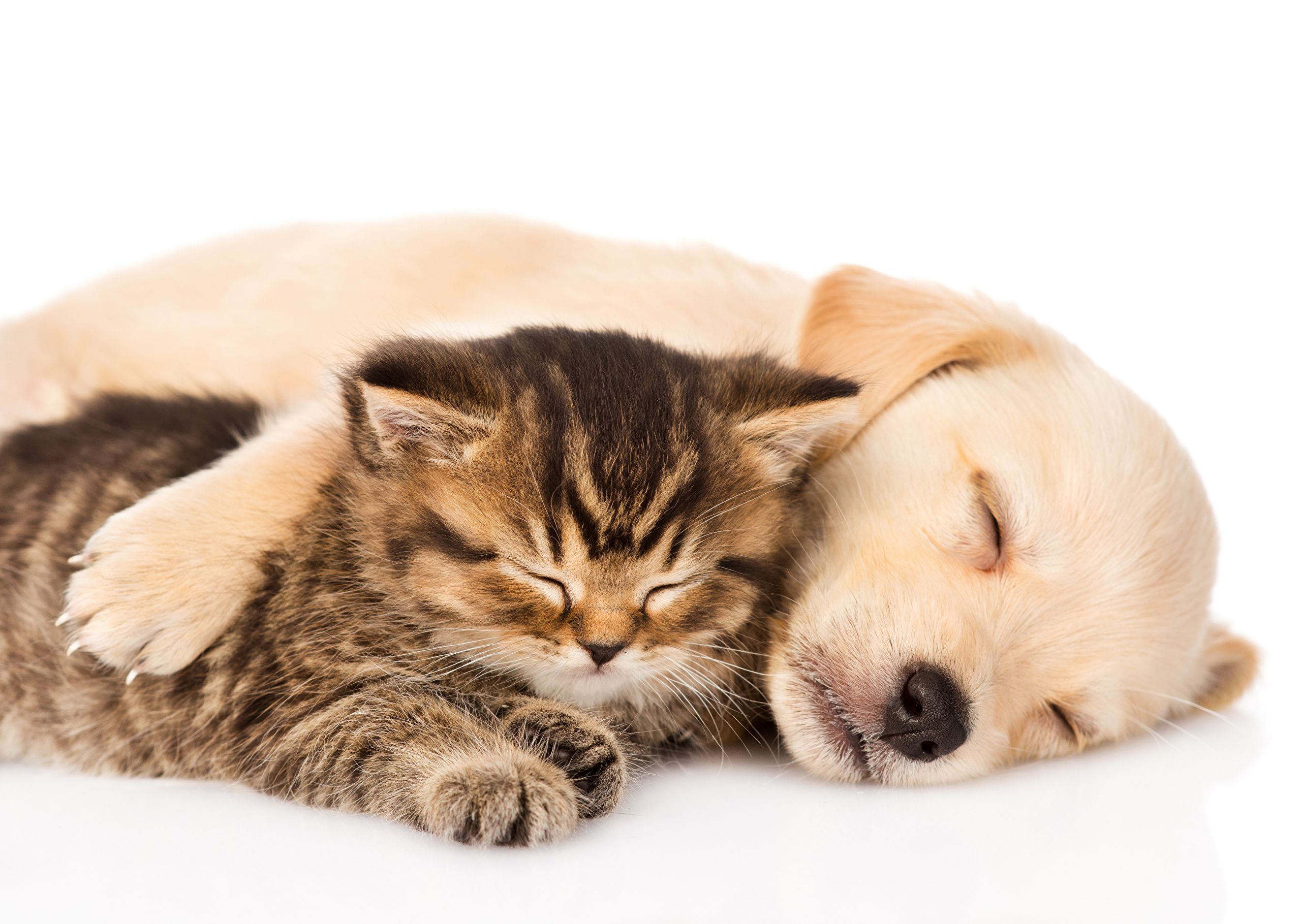 Cucciolo e gattino che dormono, 2560x1819 WQXGA, PC