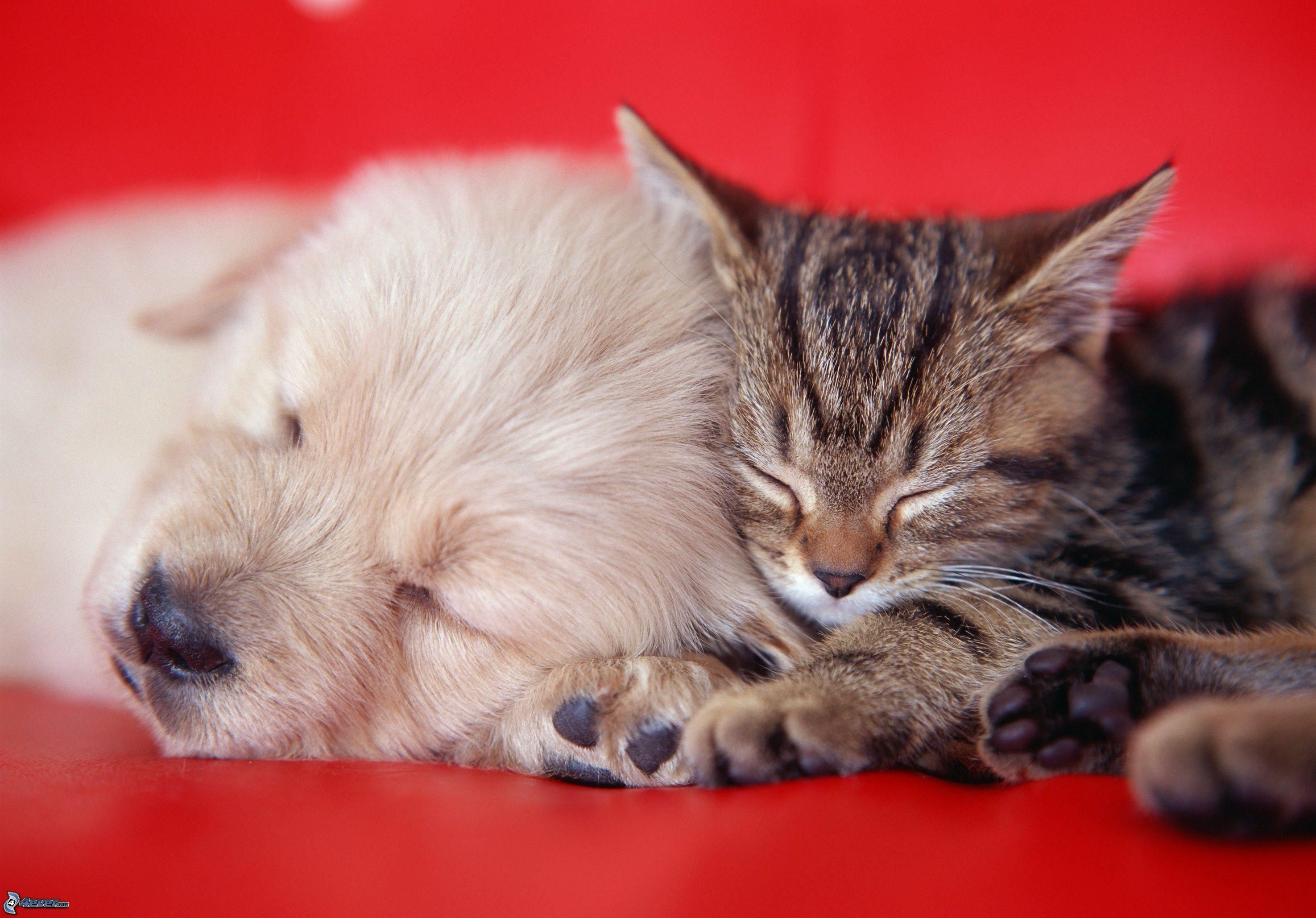 Cucciolo e gatto che dormono, 2950x2058 2K, Desktop