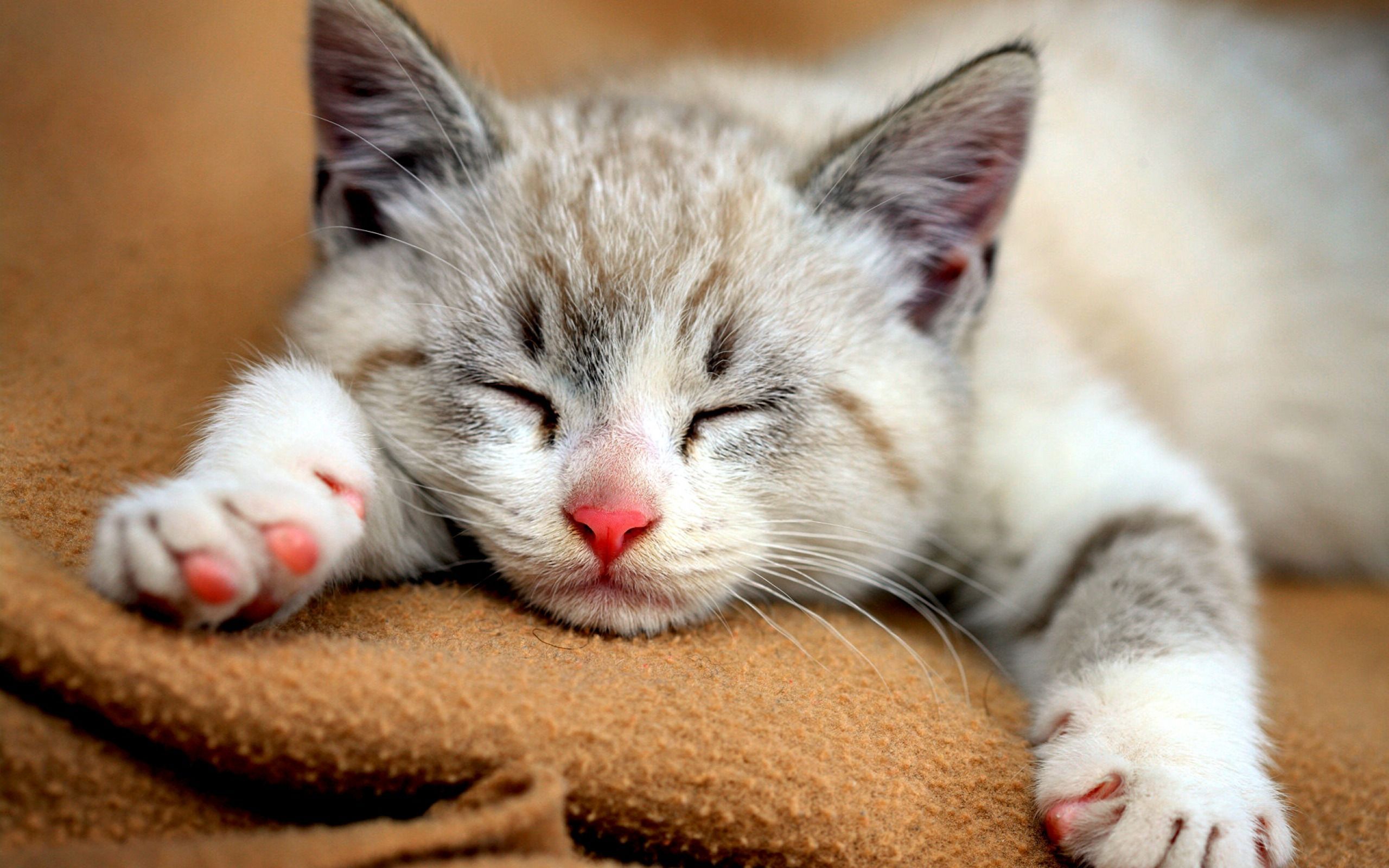 Gattino grigio che dorme, 2560x1600 WQXGA, PC