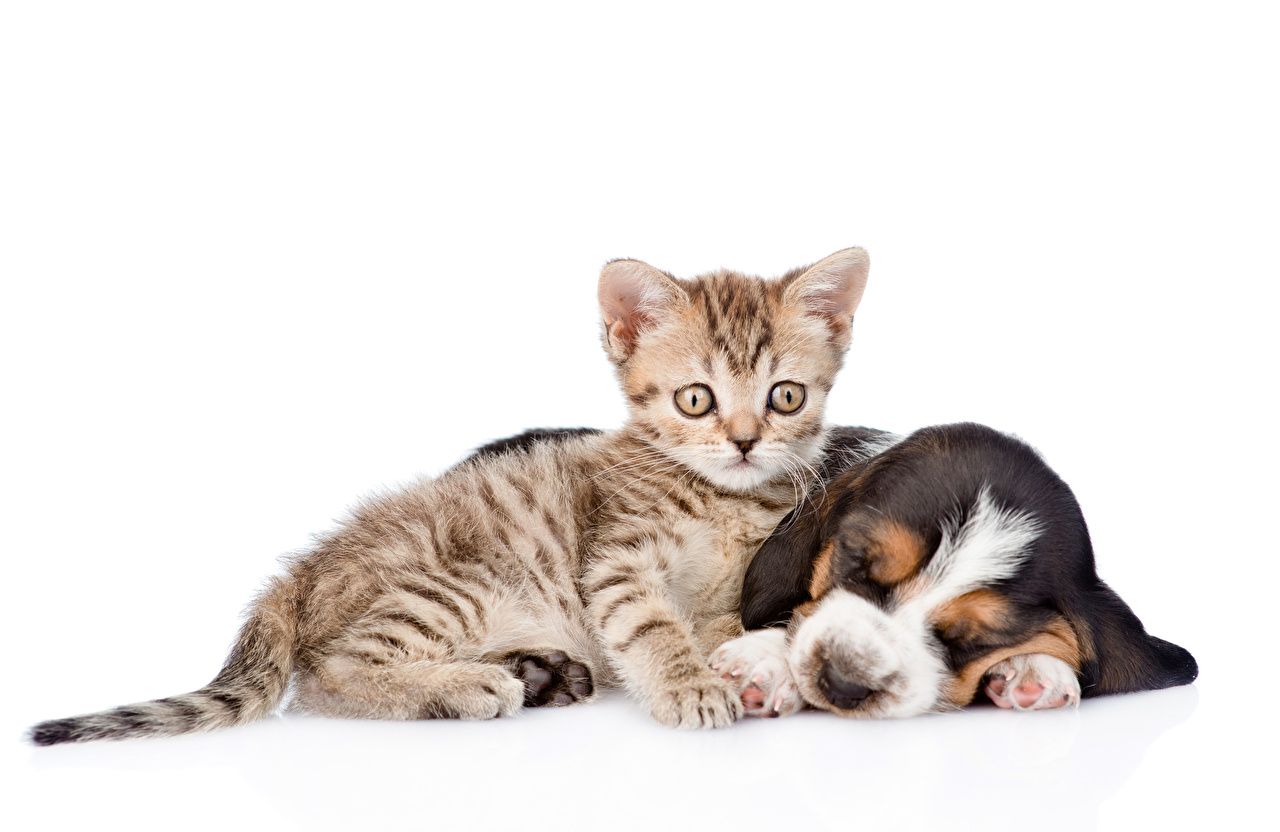 Gattino e cucciolo Basset Hound, 1280x832 HD, HP Laptop