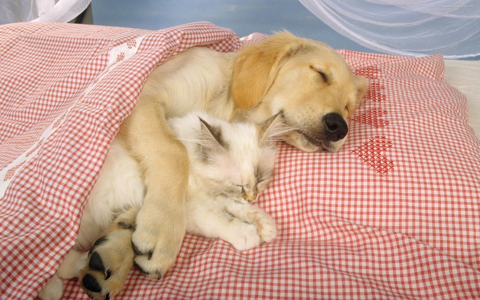 Gatto arancione che dorme, 1242x2688 Verticale, Telefono