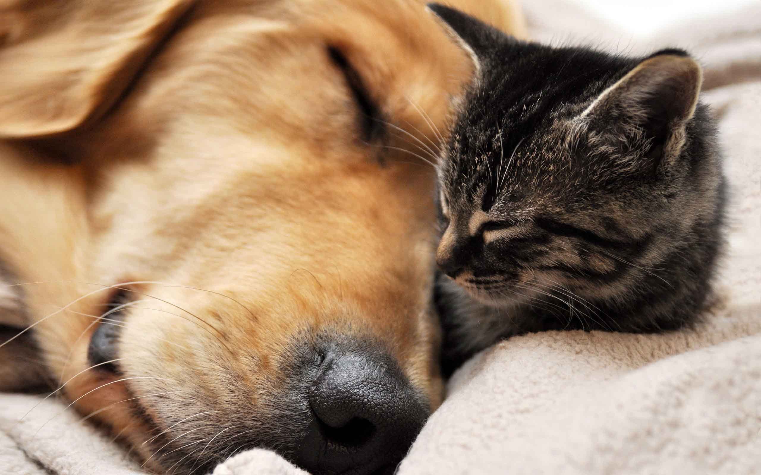 Cane e gatto dormono insieme, 2560x1600 2K+, Desktop