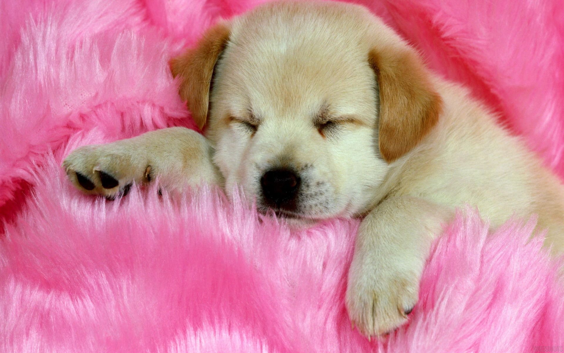 Cucciolo dorato che dorme su pelliccia rosa, 1920x1200 Full HD+ WUXGA, Laptop