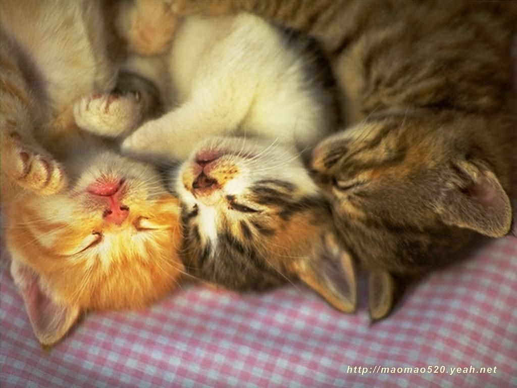 Tre gattini che dormono, 1024x768 HD, PC