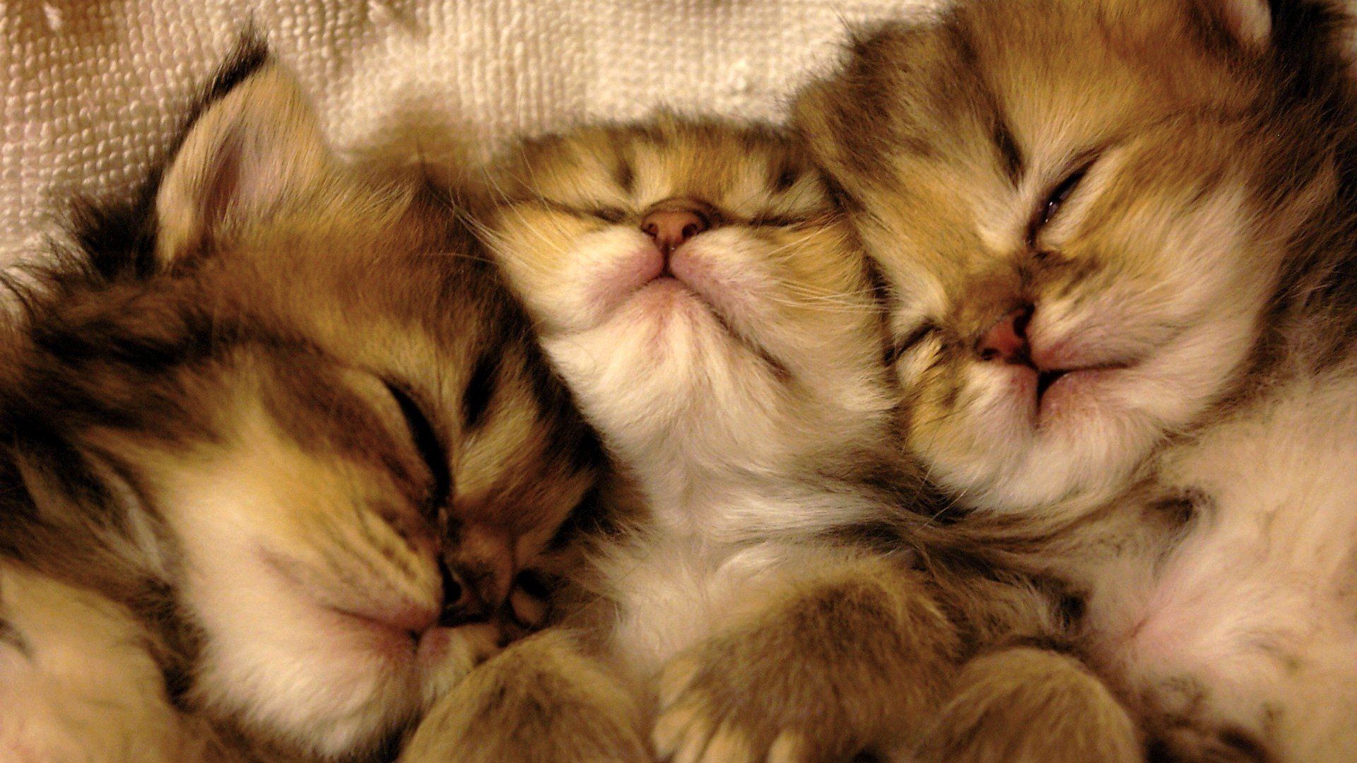 Tre gattini che dormono, 1920x1080 Full HD 1080p, Desktop