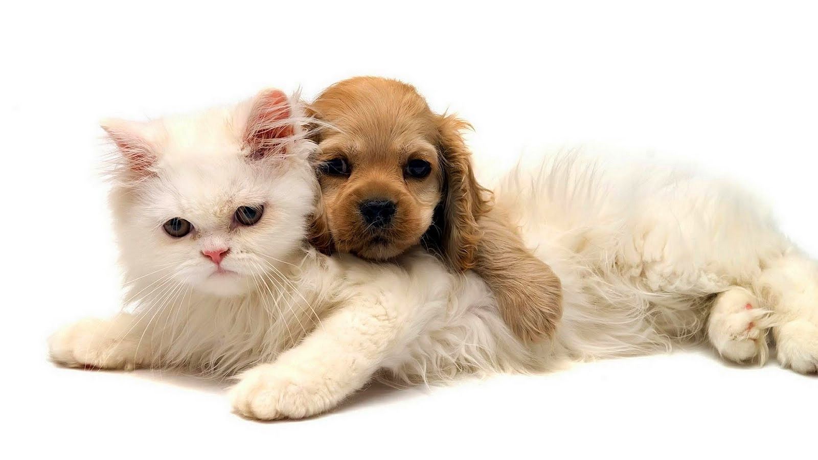 Gattino bianco e cucciolo abbracciati, 1600x900 HD, iMac