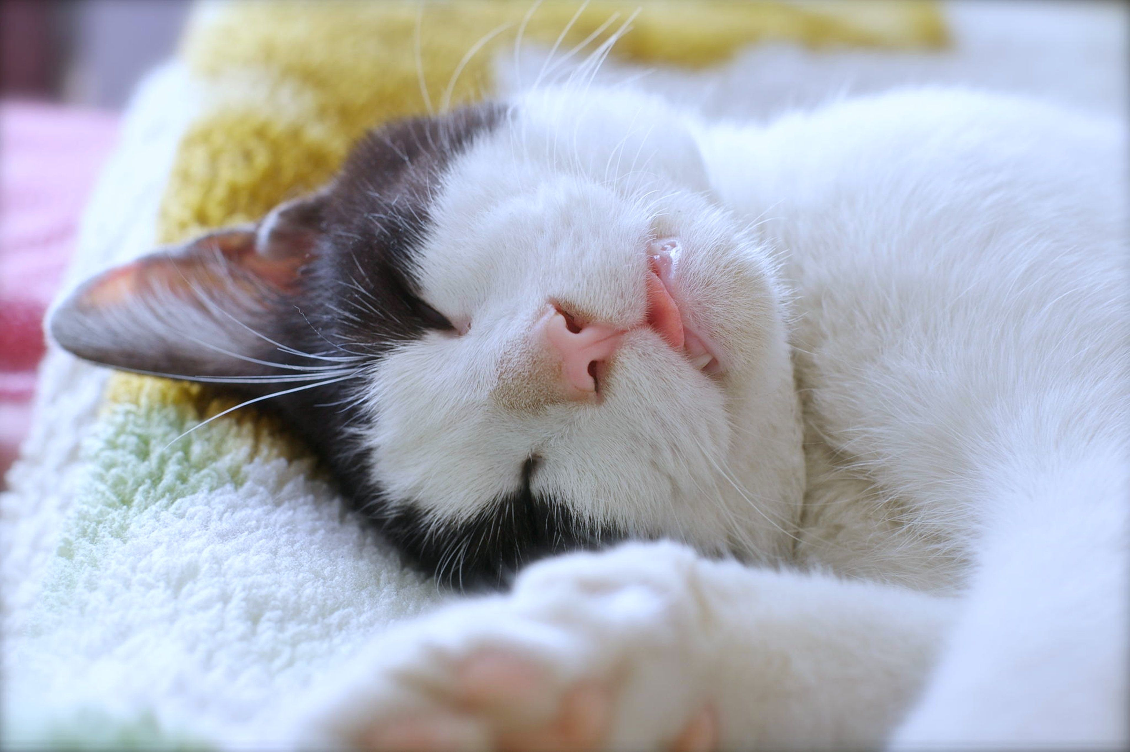 Gatto bianco e nero che dorme, 3840x2554 4K Ultra HD, Monitor 4K