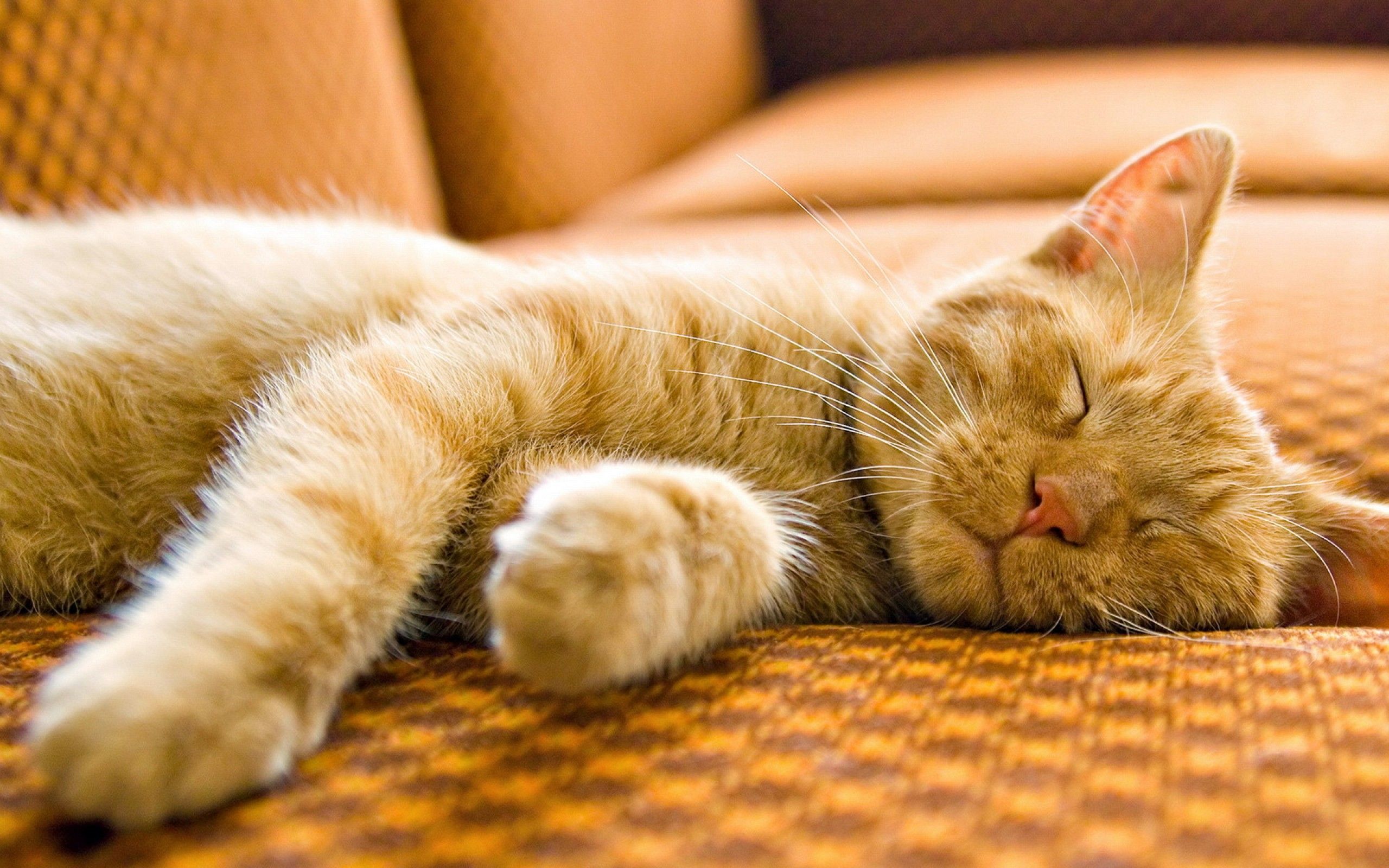 Gatto rosso addormentato sul divano, 2560x1600 2K, PC