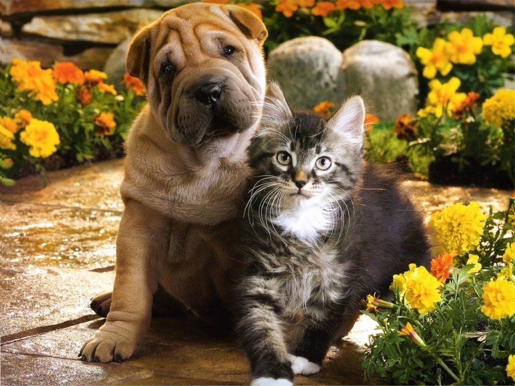 Cucciolo Shar Pei e gattino tra fiori, 1024x768 HD, Desktop