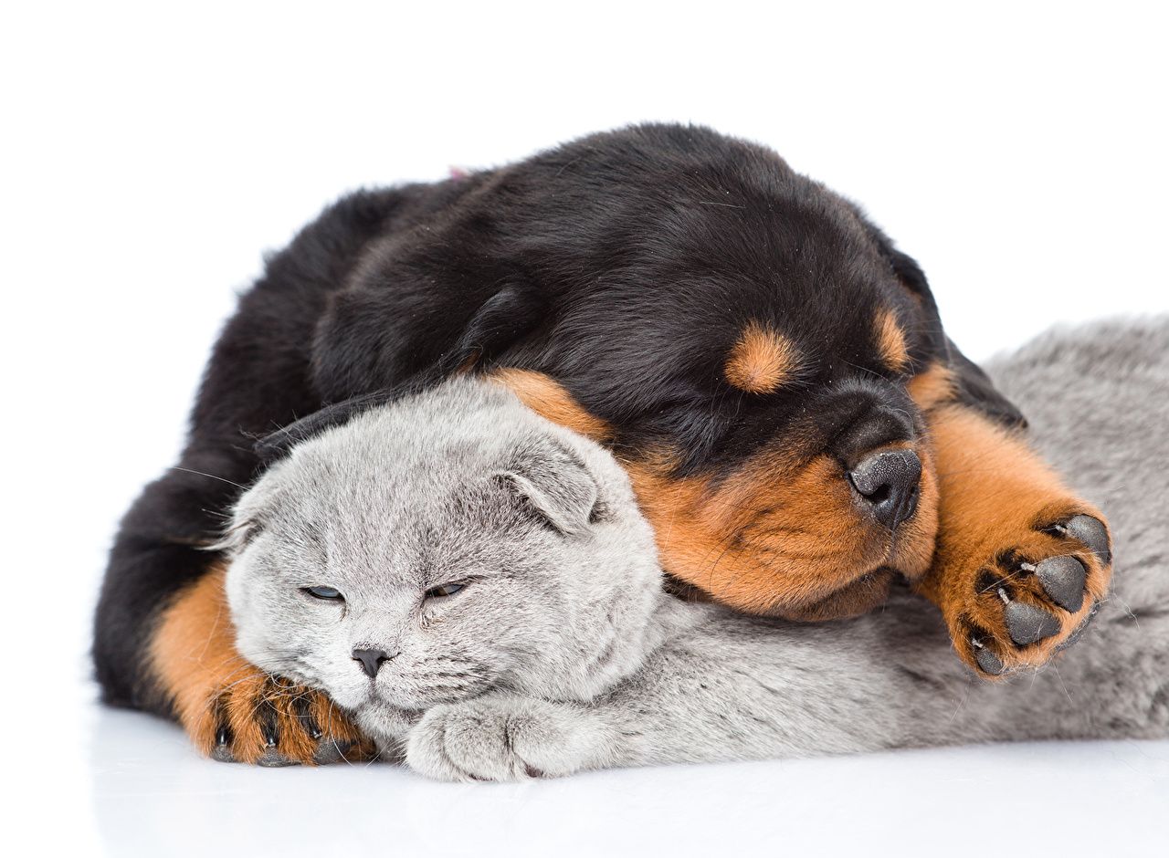 Cucciolo Rottweiler e gattino grigio, 1280x940 720p, Laptop