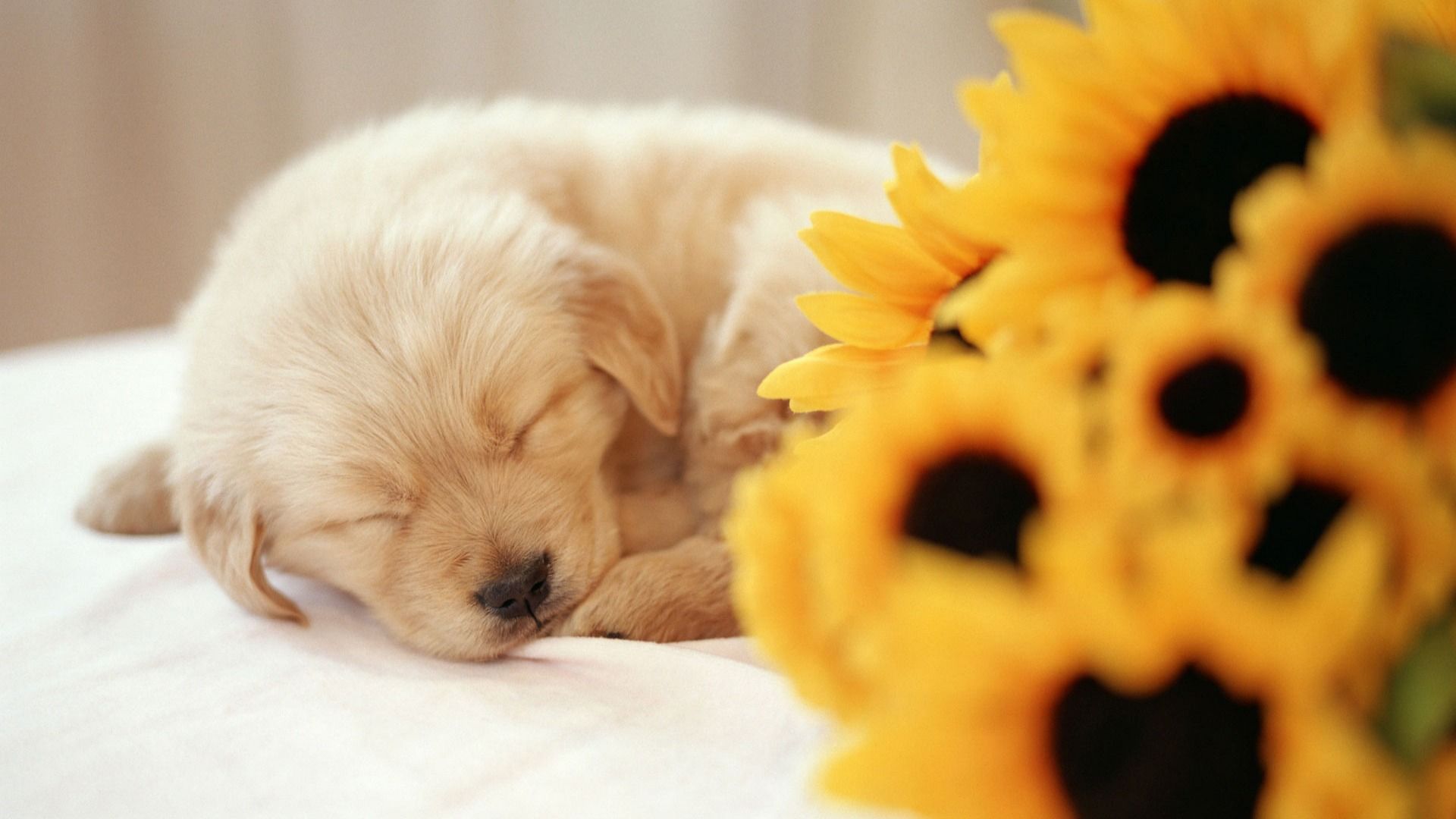 Cucciolo golden retriever sfondo rosso, 1920x1200 Full HD+, PC