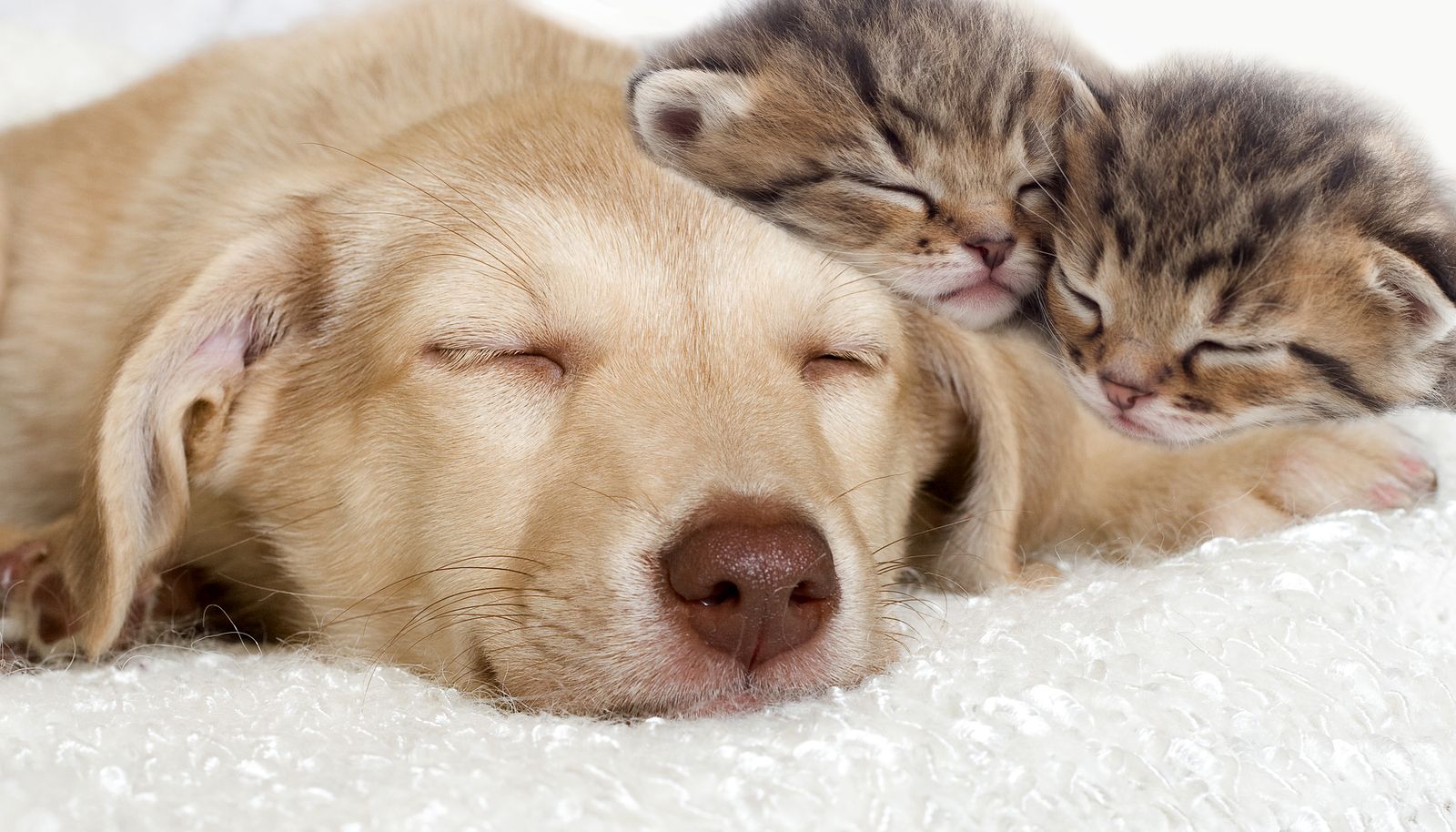 Cucciolo e gattini che dormono, 1600x914 900p, Desktop