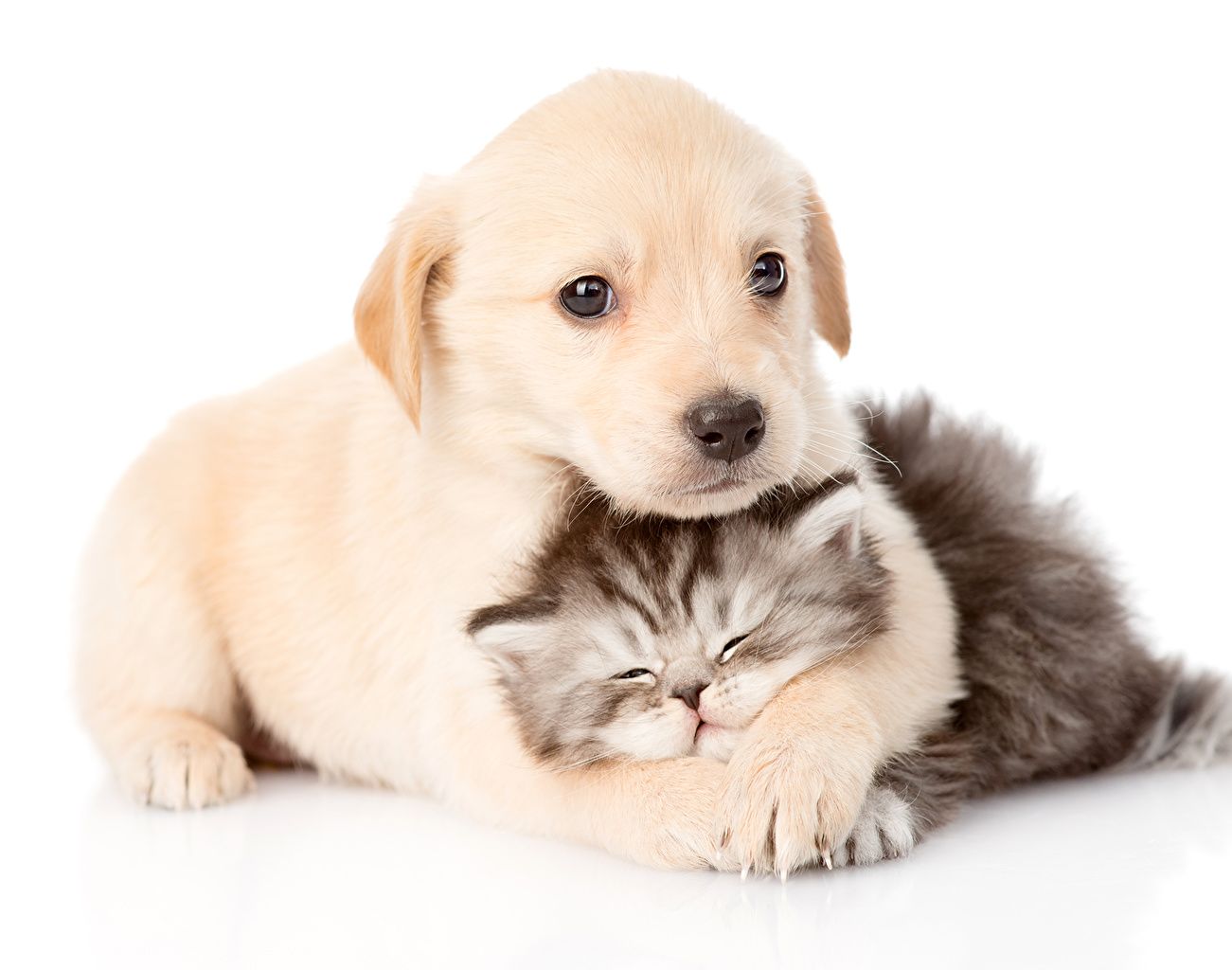 Cucciolo labrador e gattino grigio, 1301x1024 HD, Desktop