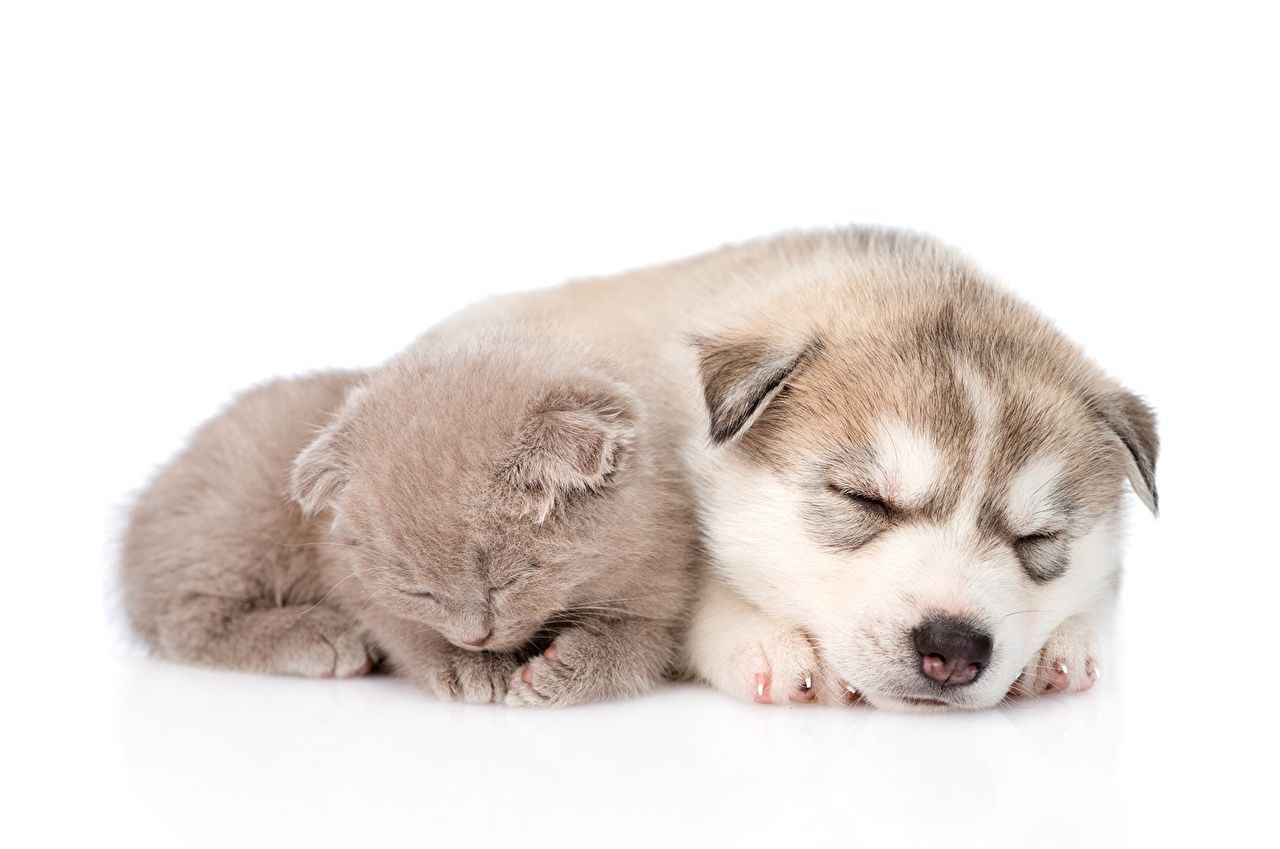 Cucciolo husky e gattino addormentati, 1280x849 HD, Notebook Gaming