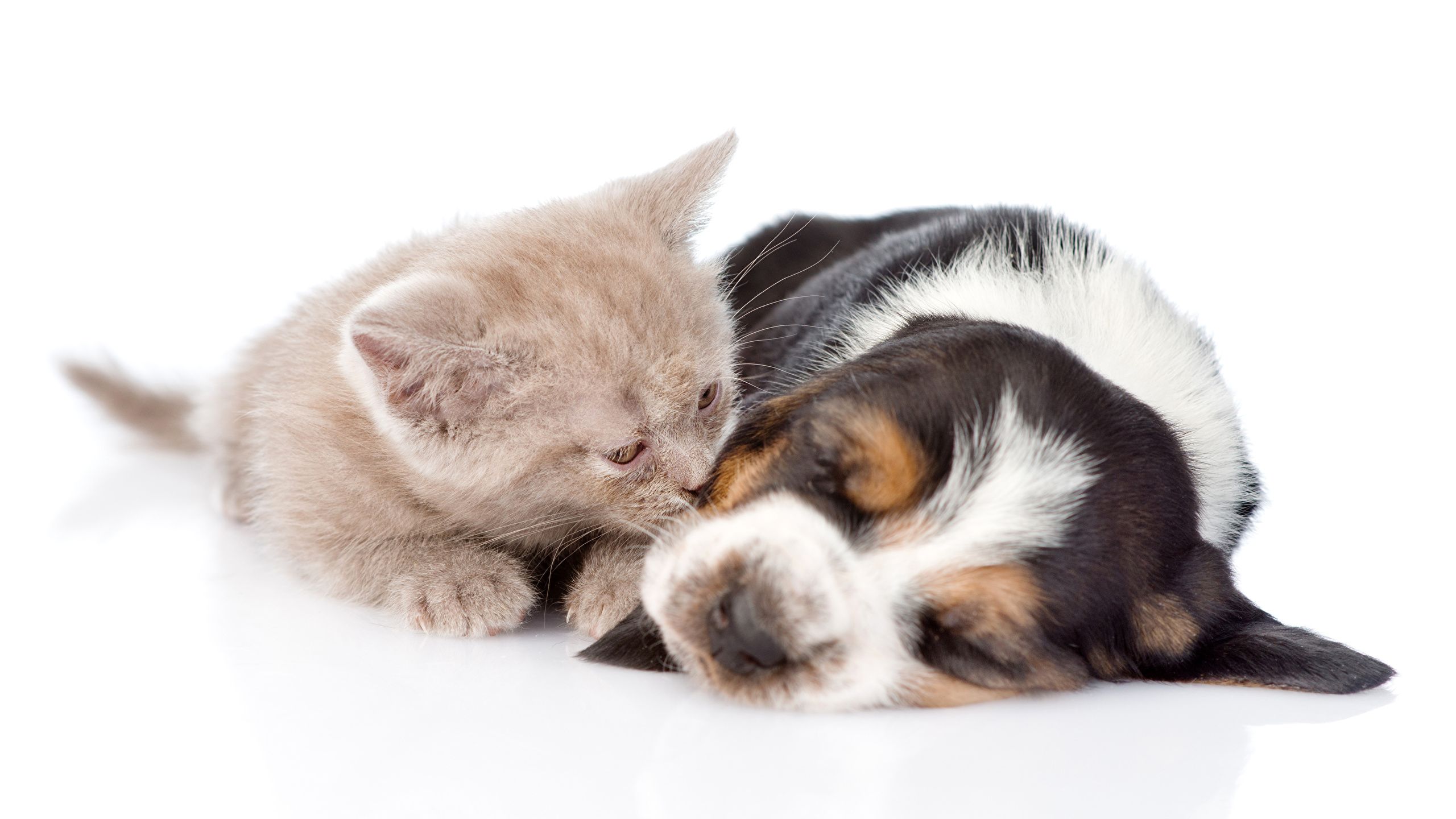 Gattino e cucciolo Basset Hound dormono, 2560x1440 2K QHD, PC