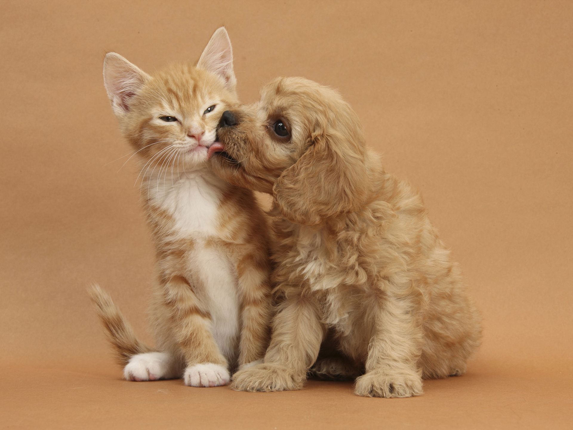 Cucciolo cane lecca gattino arancione, 1920x1440 Full HD+ WUXGA, Desktop