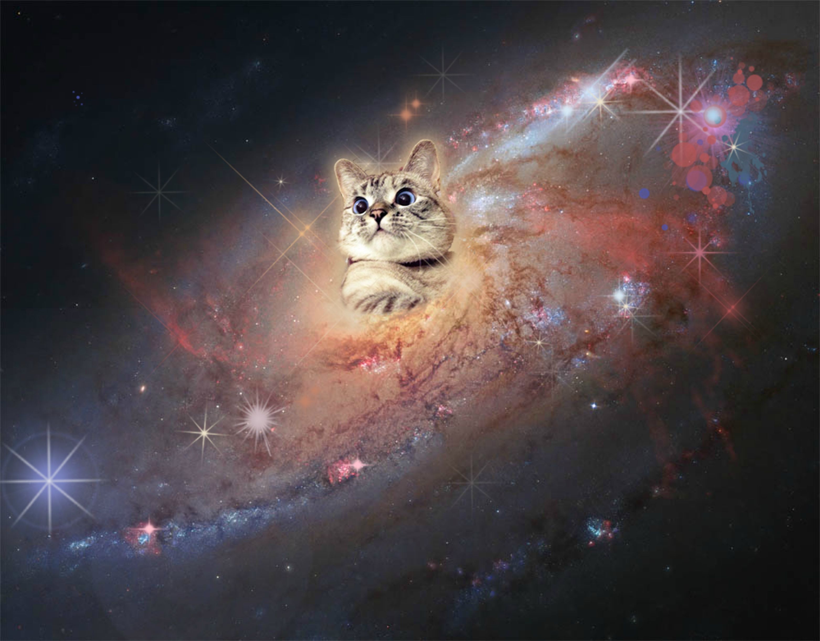 Gatto su tastiera nello spazio, 1680x1050 900p, Laptop