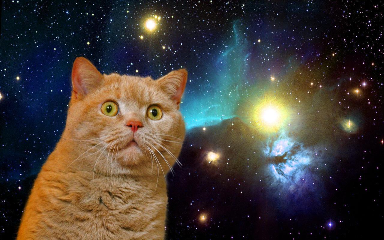 Gatto arancione nello spazio, 1280x800 HD, Desktop