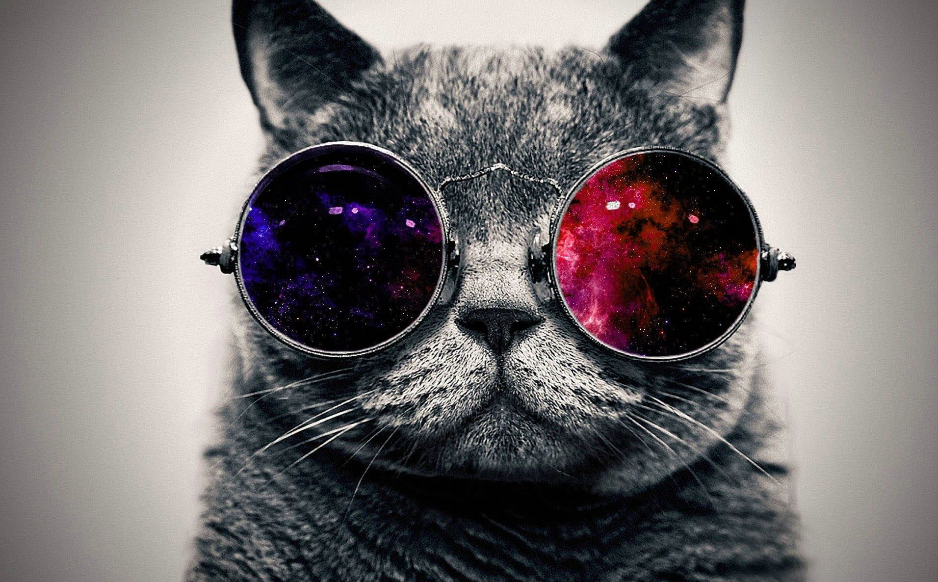 Gatto scottish fold nello spazio, 1920x1080 Full HD, PC
