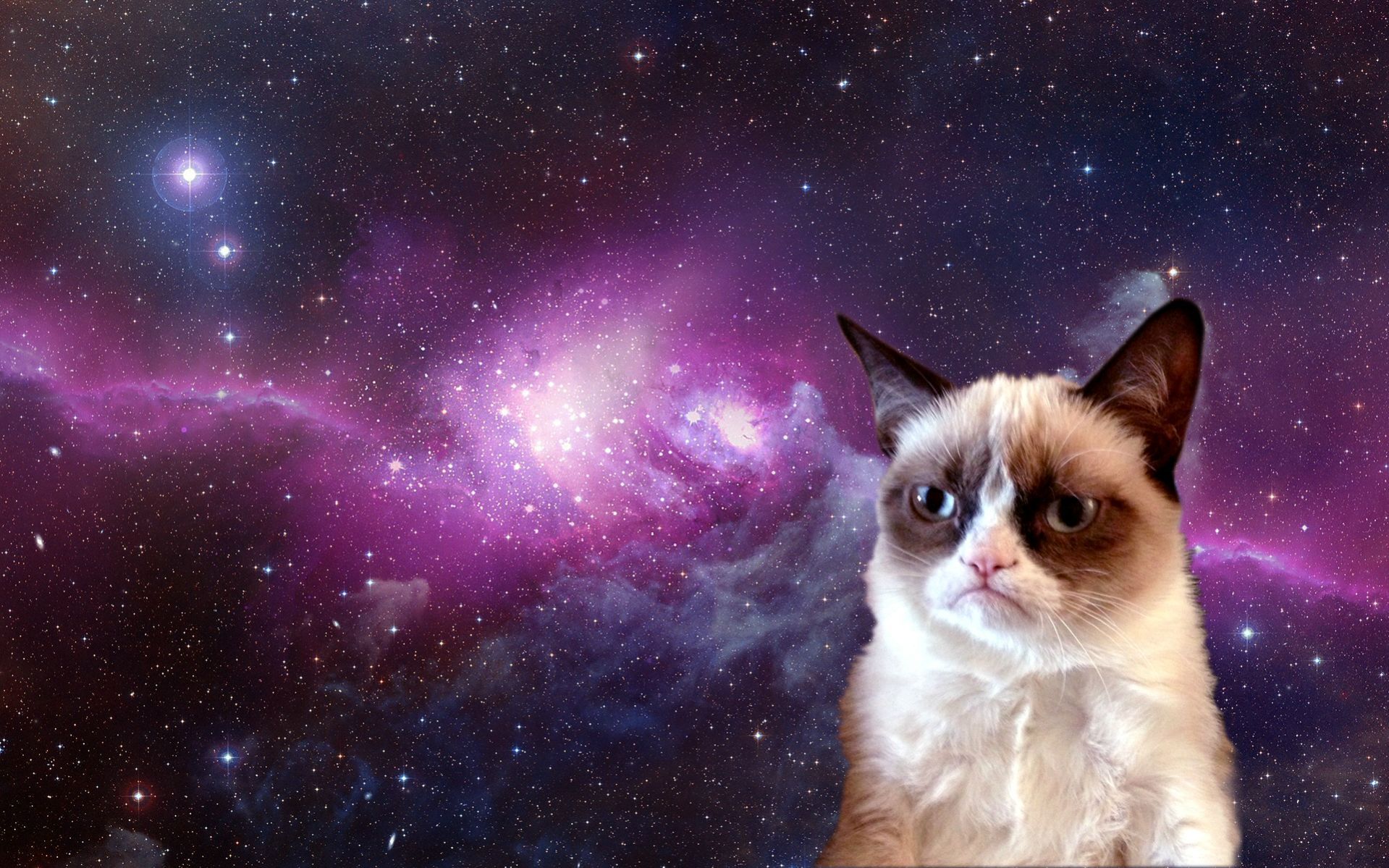 Grumpy Cat nello spazio, 1919x1199 HD, PC Desktop