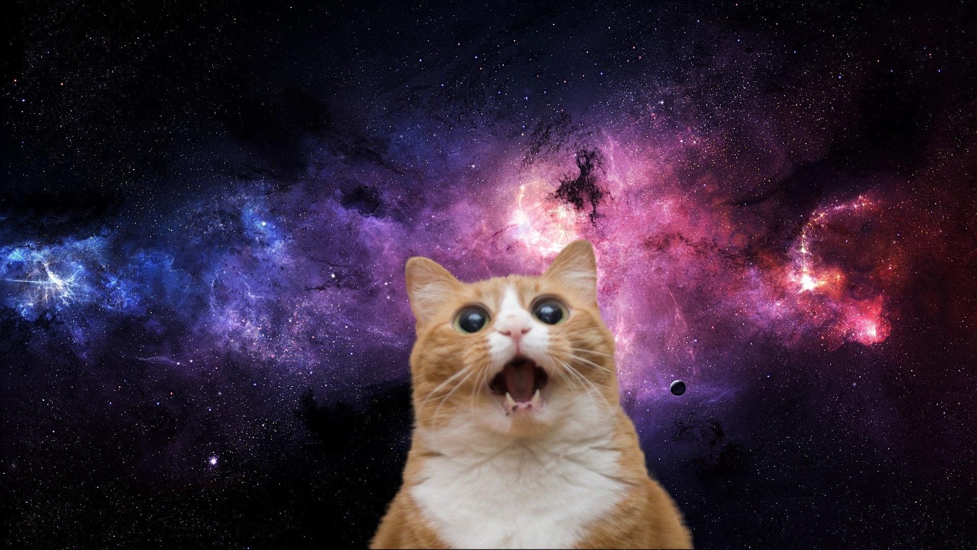 Gatti nello Spazio, 1920x1200 Full HD+, PC