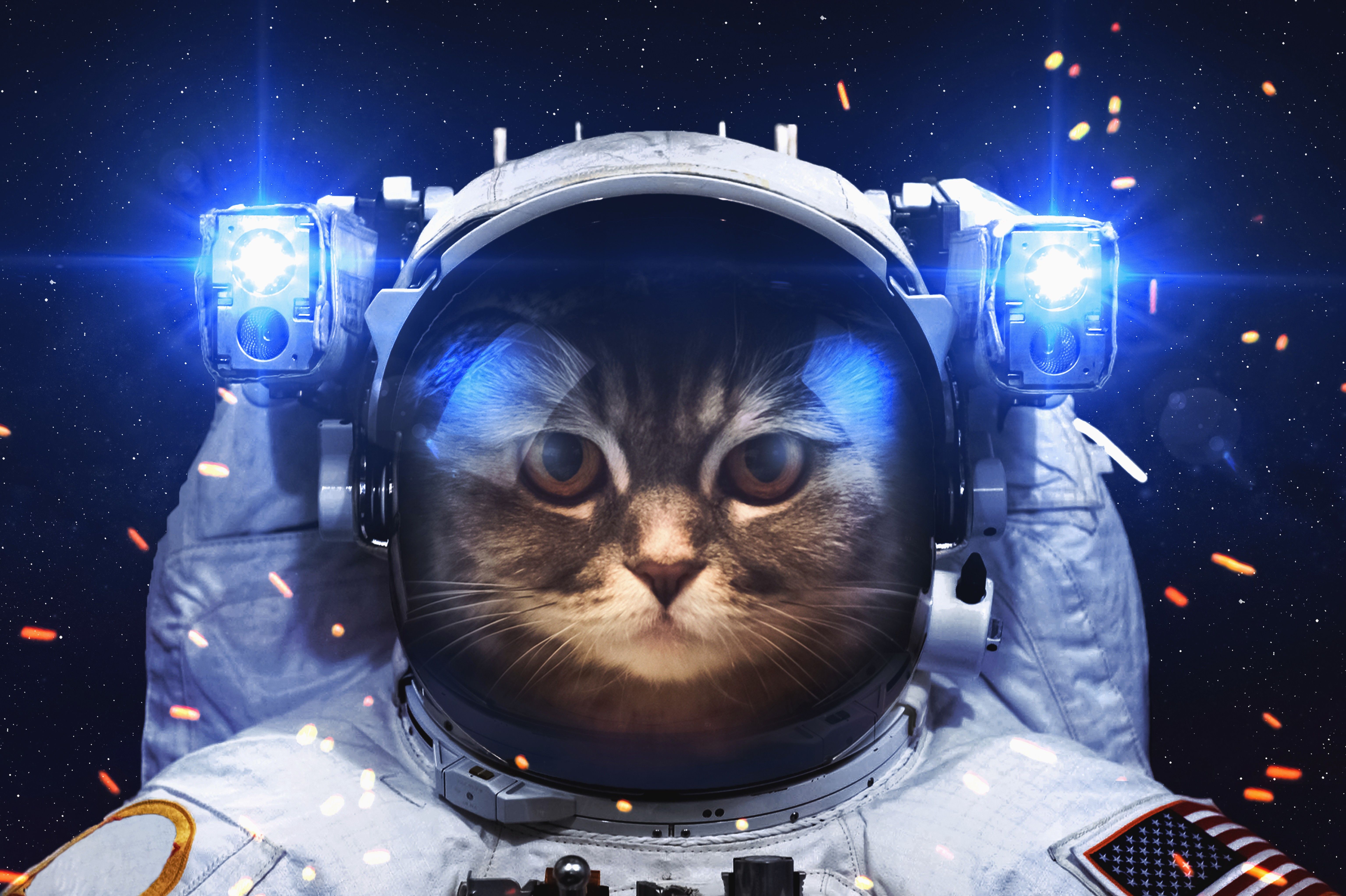 Gatto astronauta nello spazio, 6144x4088 4K, Desktop 4K