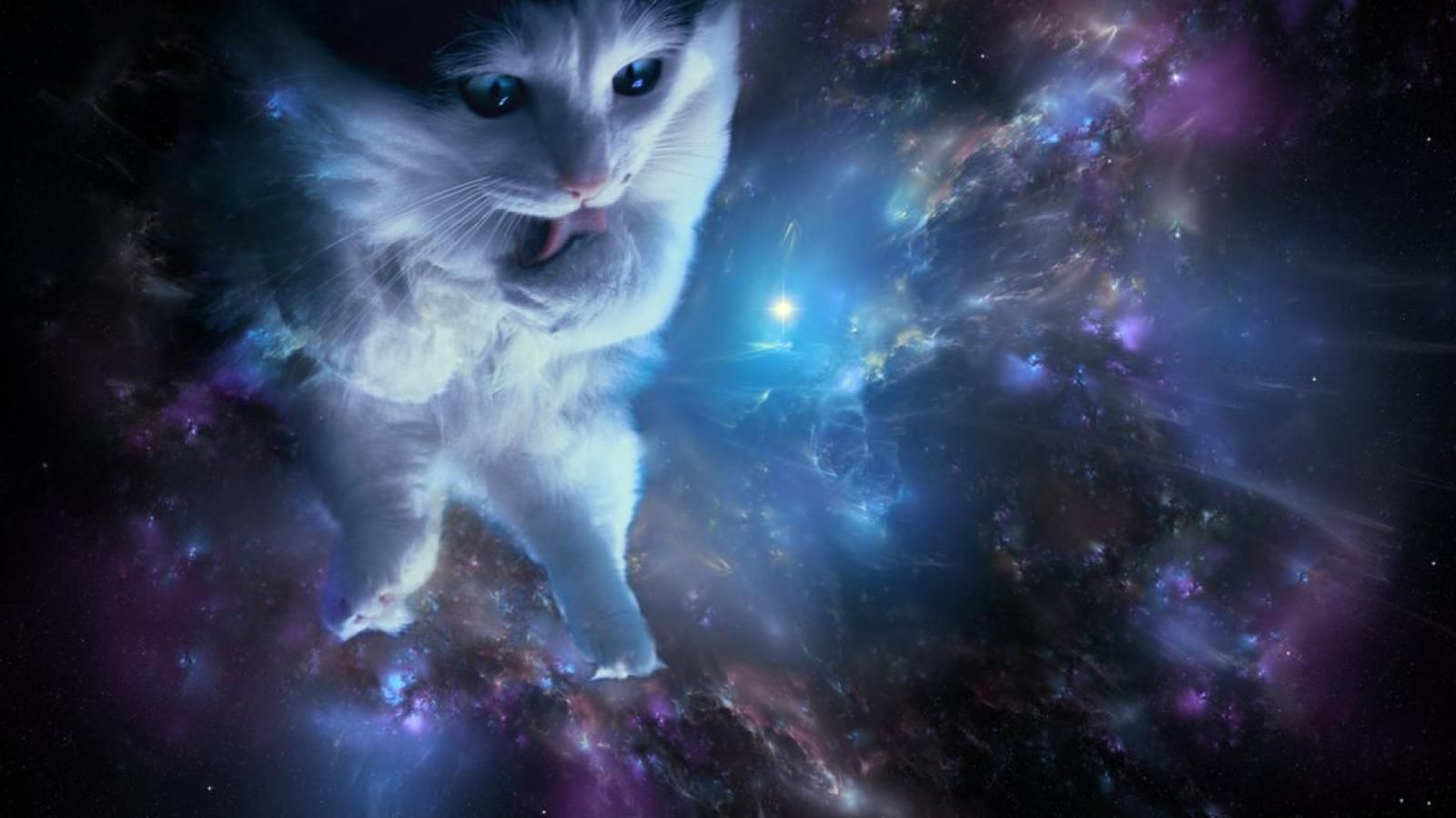 Gatto bianco nella galassia, 1600x900 900p, PC
